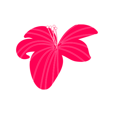 A pink hibiscus flower with prominent stamen against a black background.