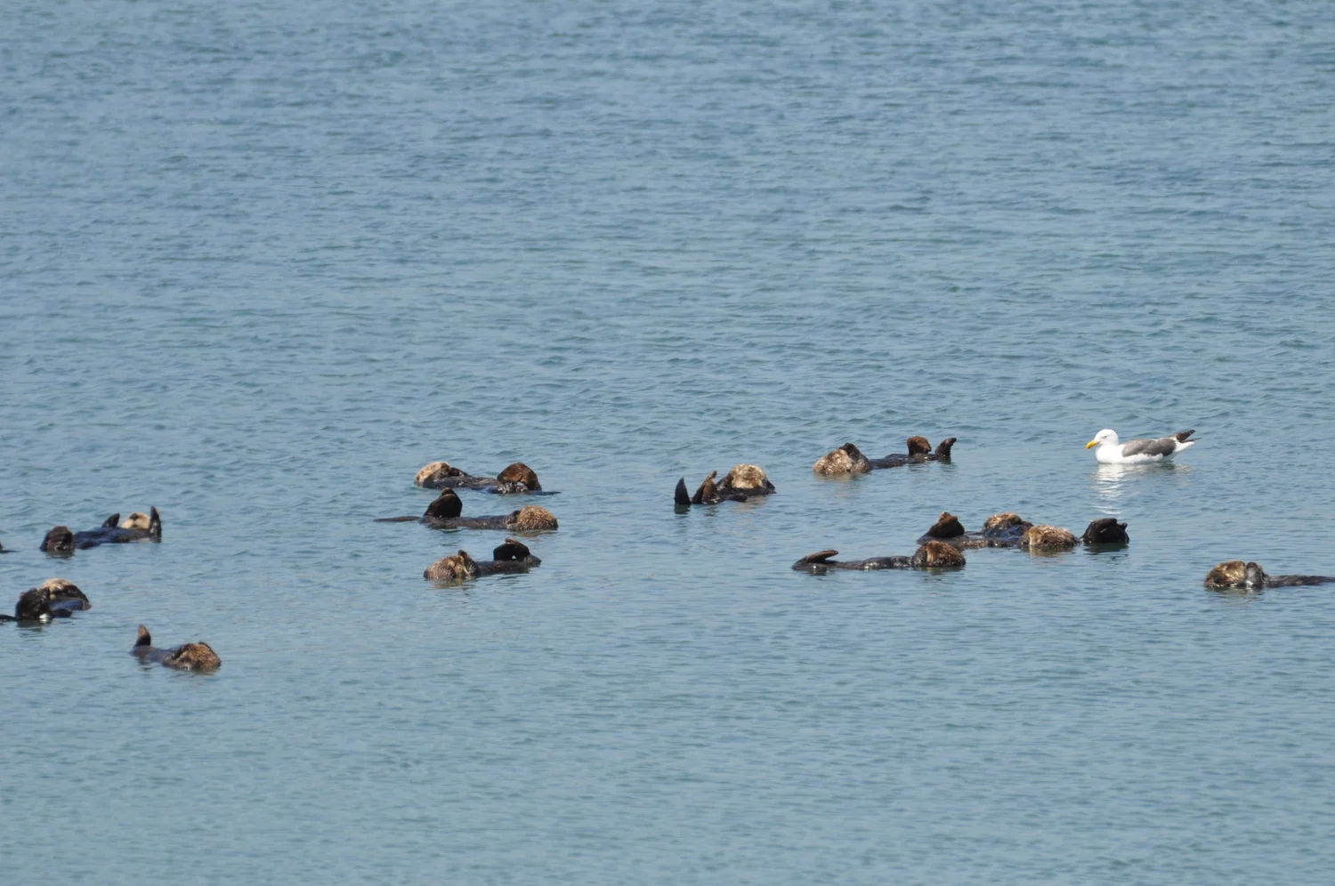 sea-otter-international-otter-survival-fund