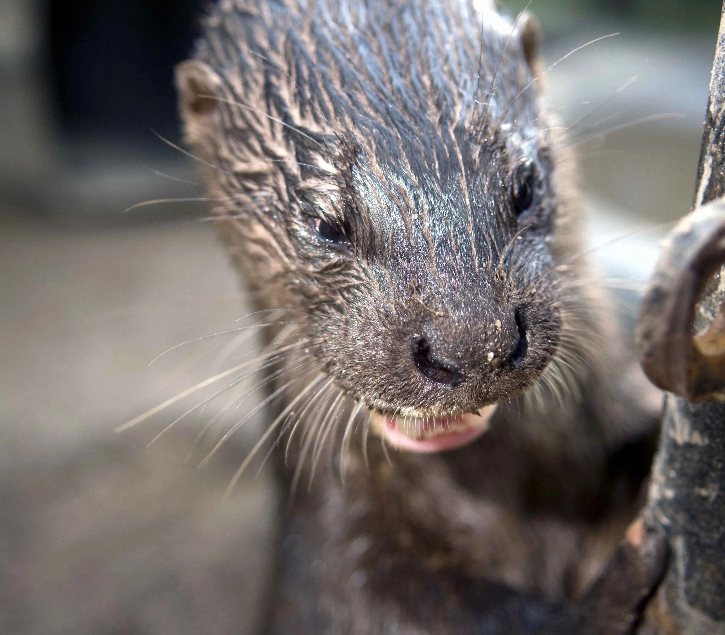 hairy-nosed-otter-international-otter-survival-fund