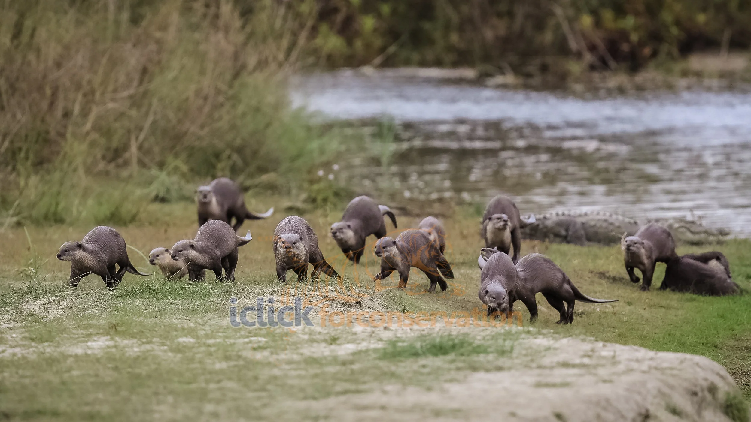 OTTER SURVIVAL RATE visual data 4