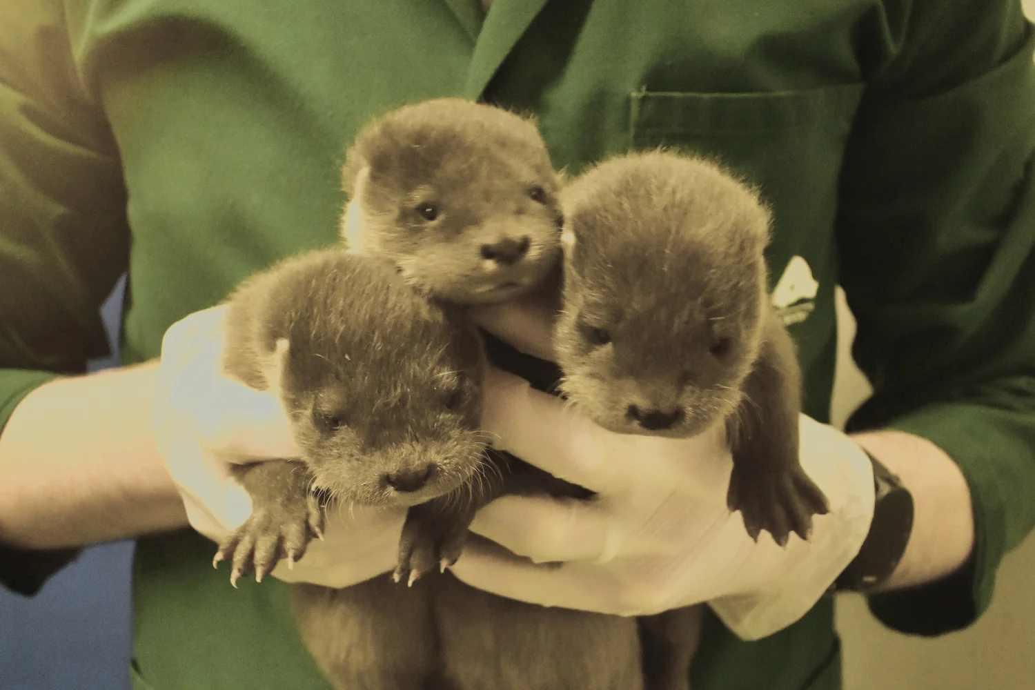 OTTER SURVIVAL RATE visual data 3