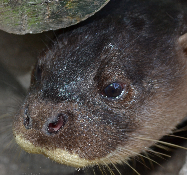 hairy-nosed-otter-international-otter-survival-fund