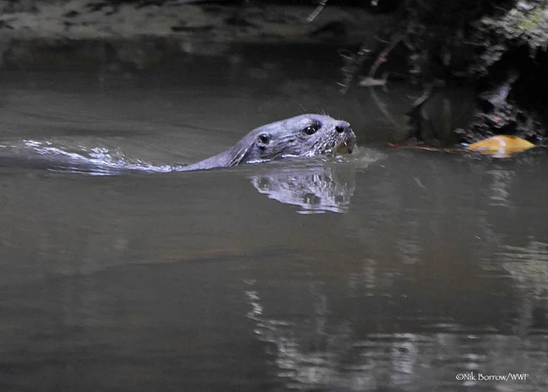 Congo Clawless Otter — International Otter Survival Fund