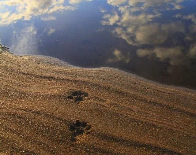 OTTERS INTERNATIONAL OTTER SURVIVAL FUND visual data 2