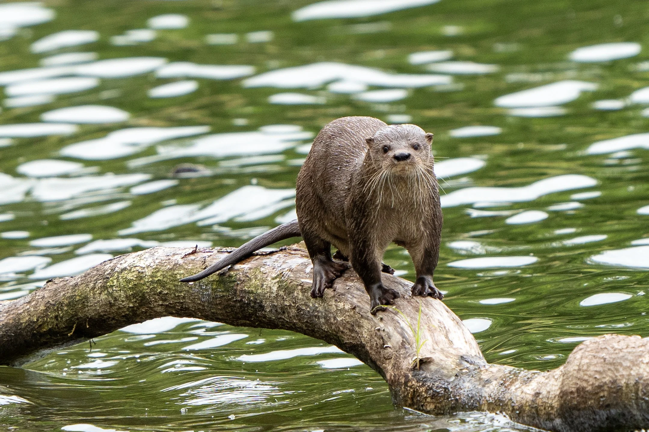 Otters in South and Central America — International Otter Survival Fund