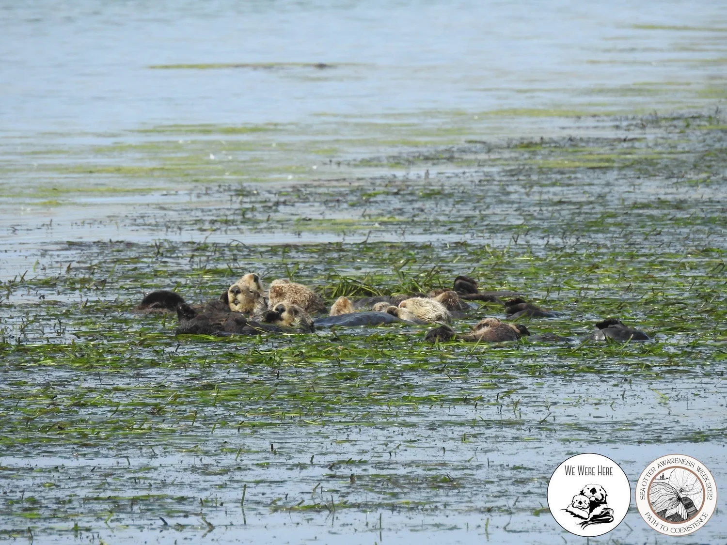 sea-otter-international-otter-survival-fund