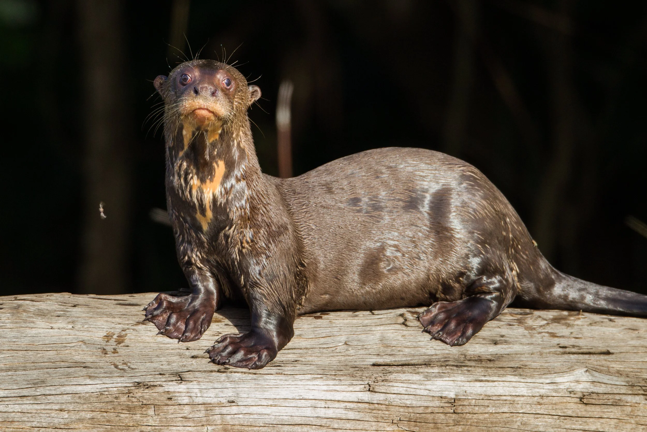 The Closest You'Ll Ever Get To A Giant Otter! - 0lr1sxc