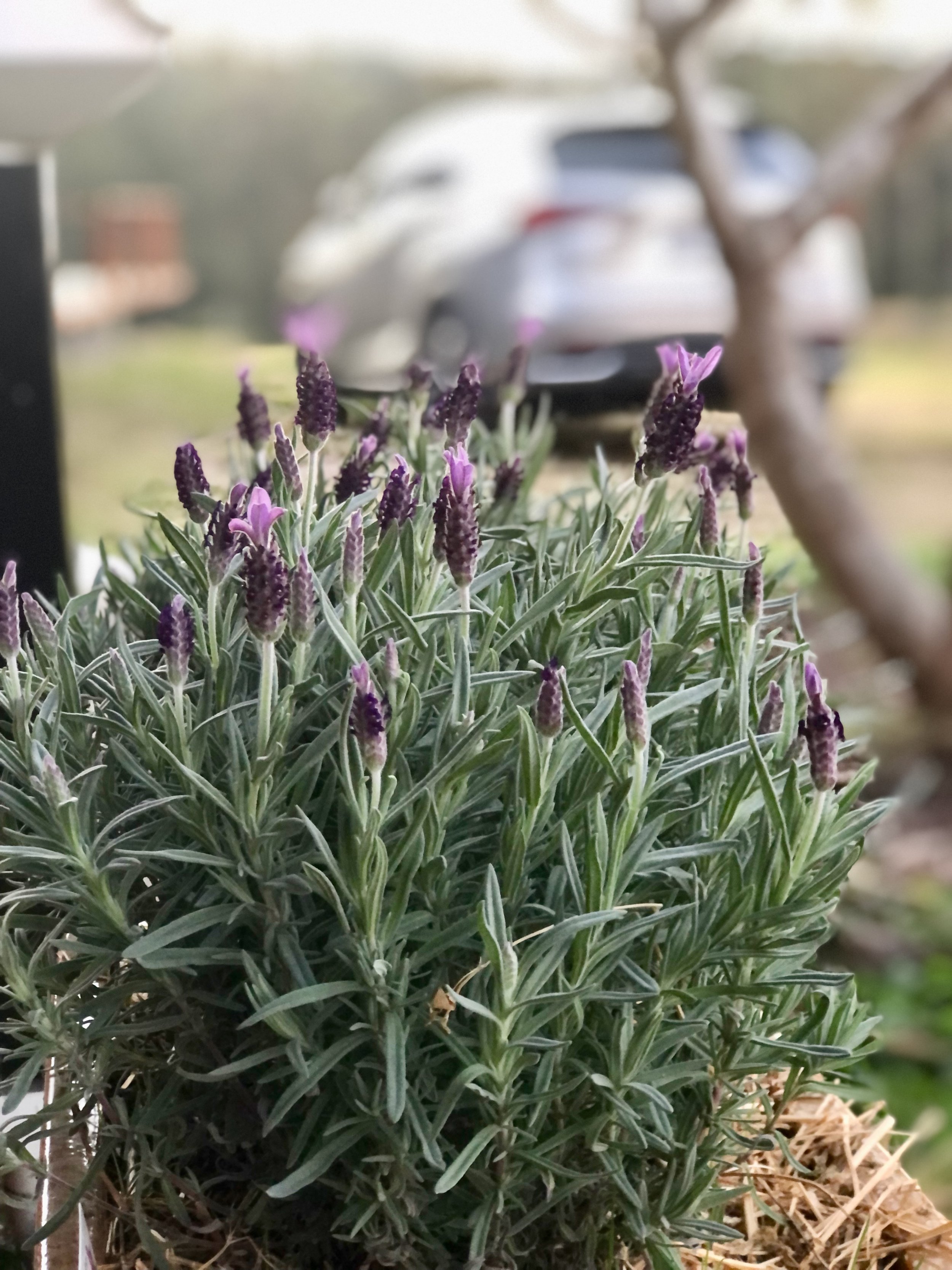 IMG_8020.jpeg