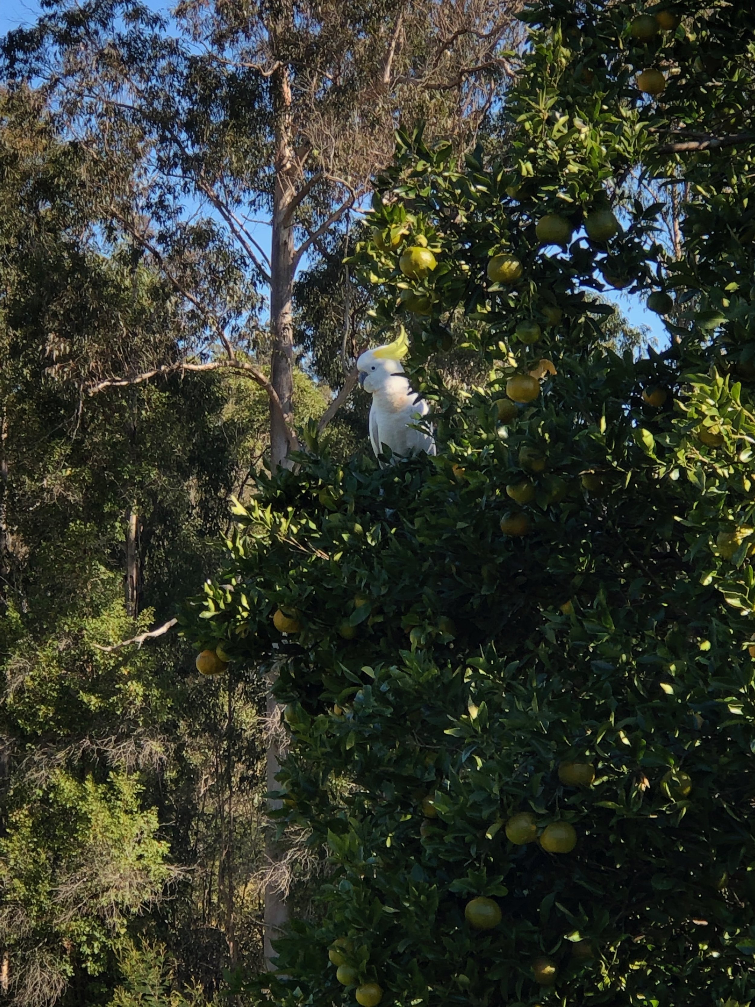 IMG_7528.jpeg