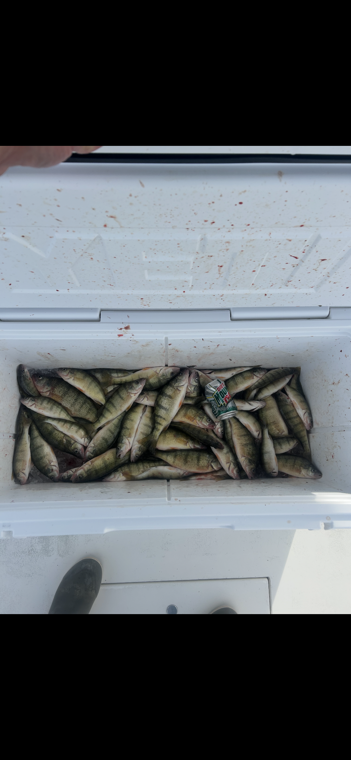 Cooler full of perch