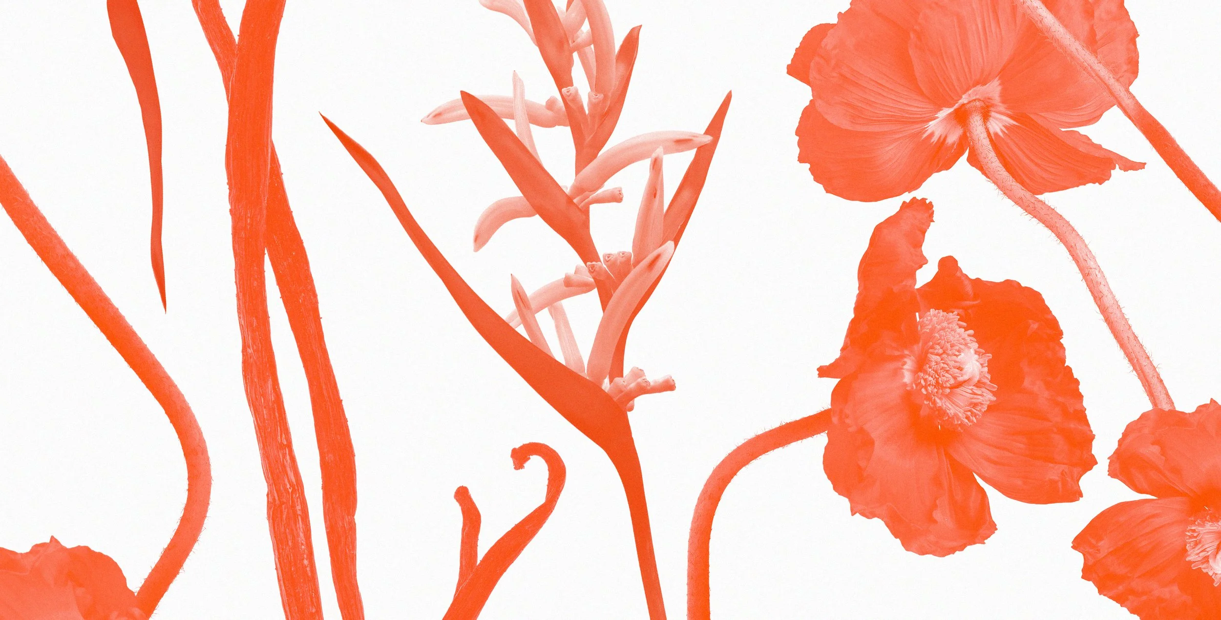 simppar_motif copie.jpg