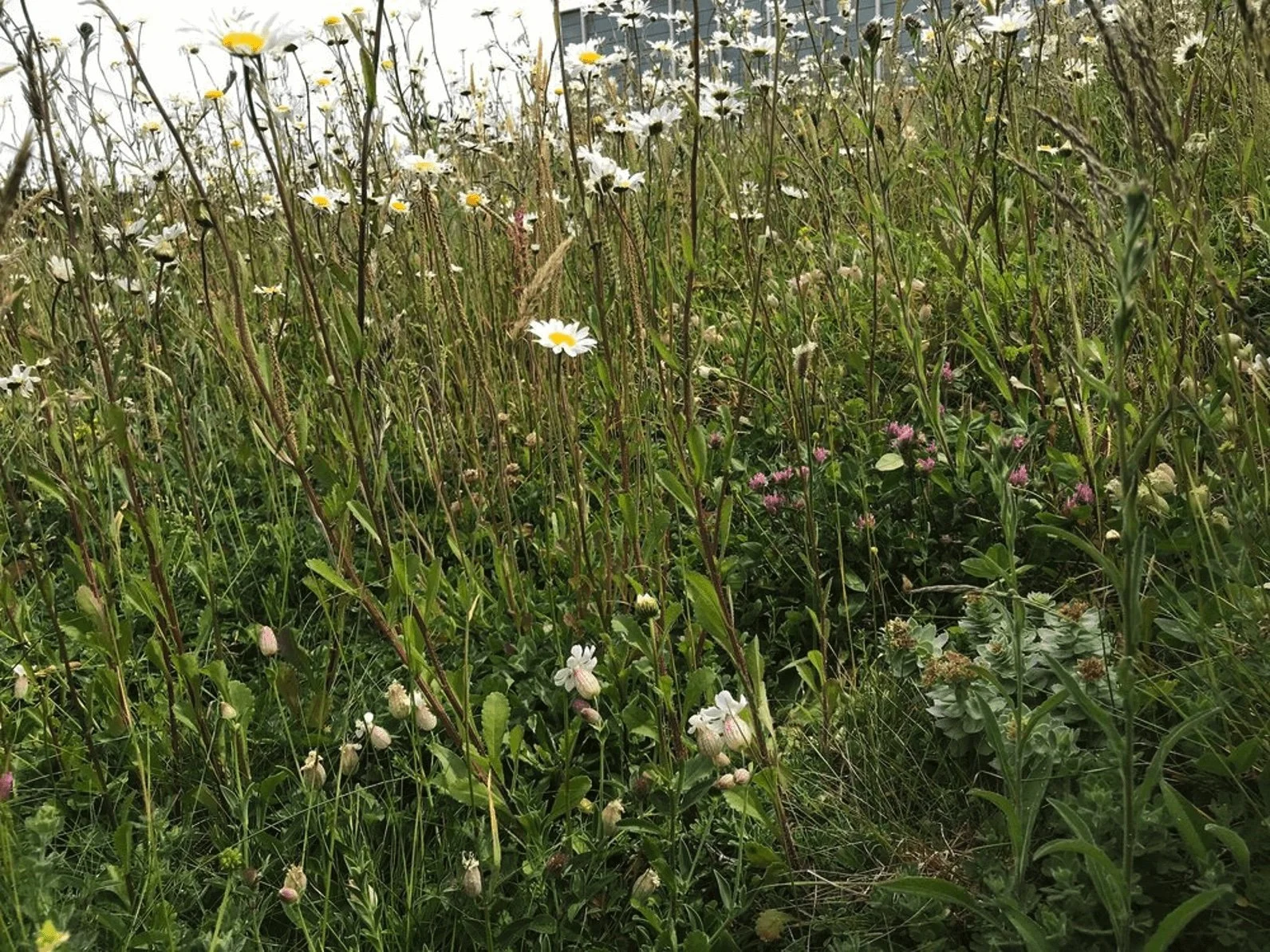 Ilustration of layering in a perrenial meadow with canopy, sub-canopy, and ground layer