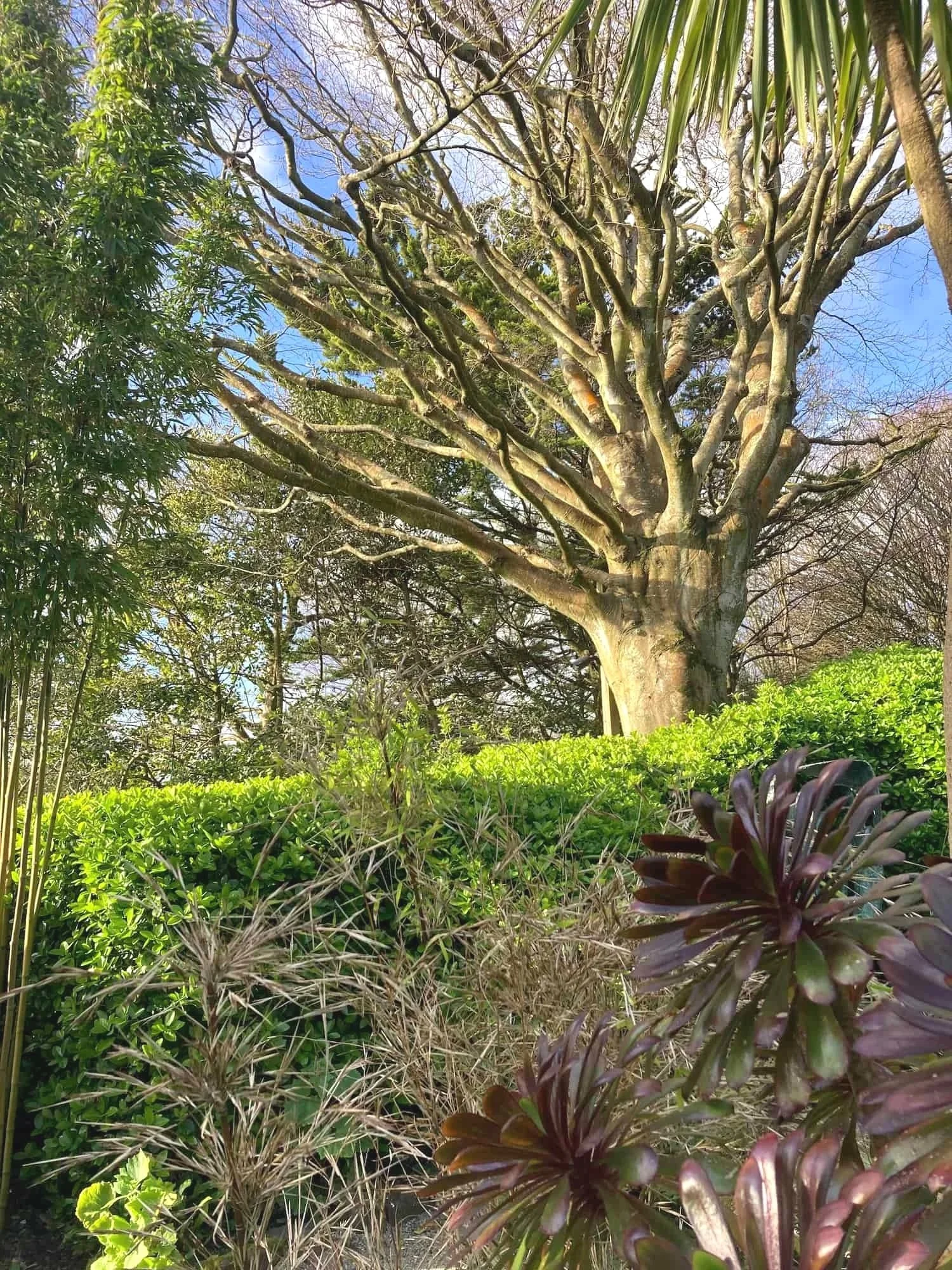 A mature beech tree with bamboo and aeonium