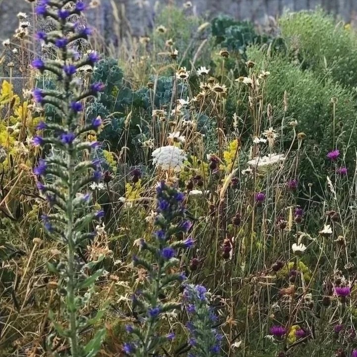 Native coastal wildflower garden mix in beautiful colours of yellow, bue and white
