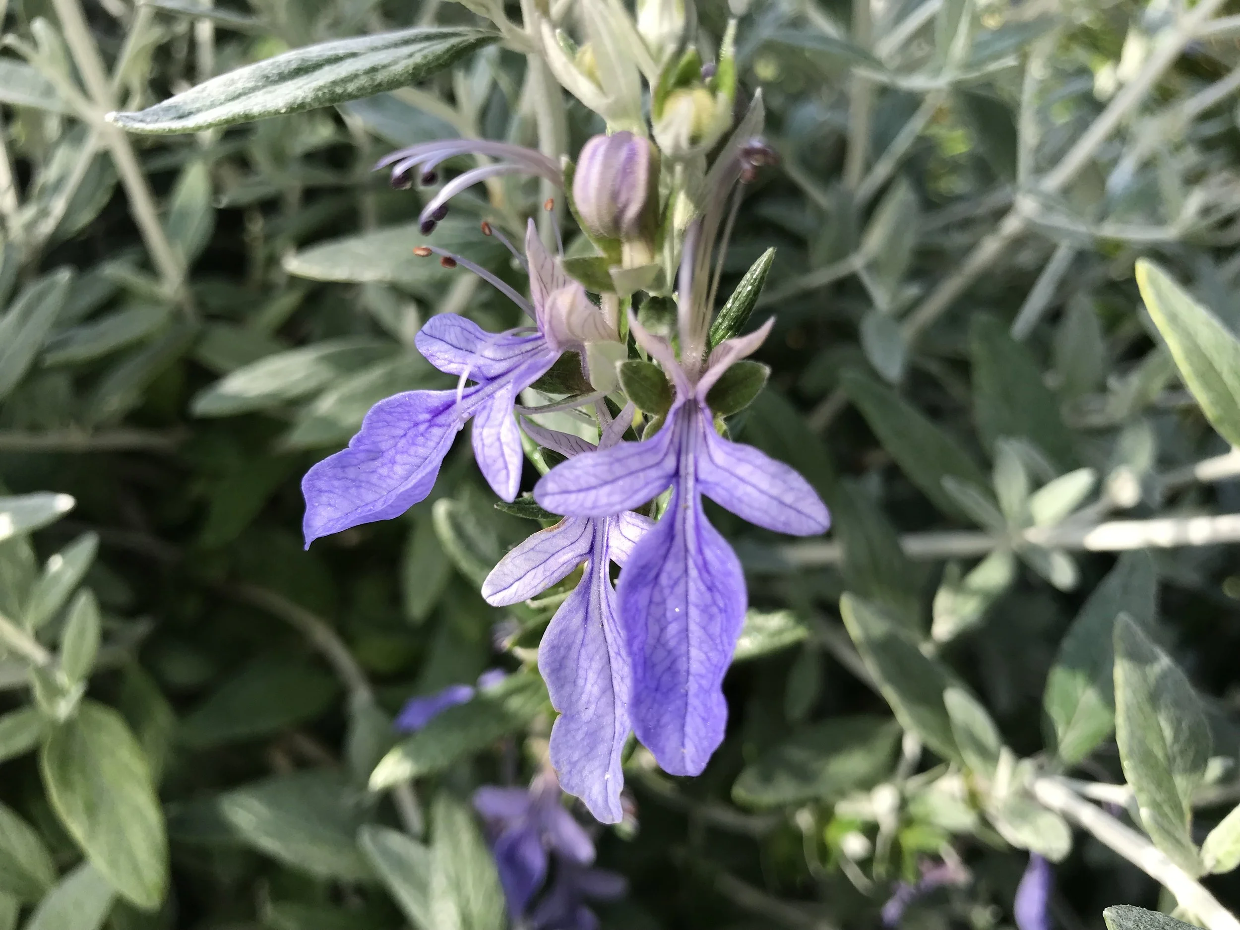 Garden design detail in Cornwall, coastal and climate adapted, Teucrium fruticans