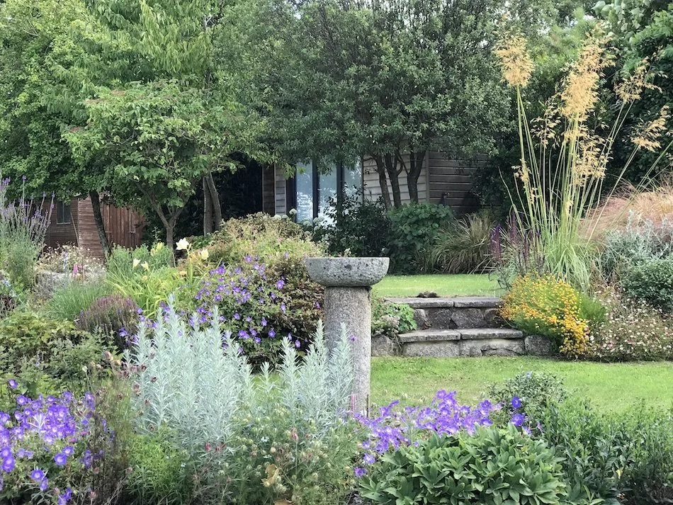 A contemporary perennial garden with stipa gigantea and geranium 'rozanne' near Truro, Cornwall
