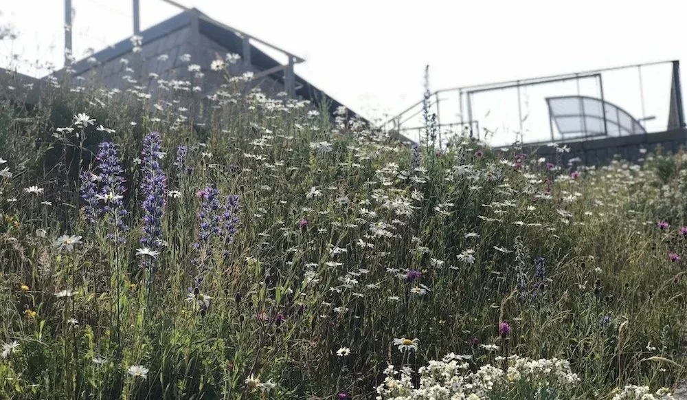 Echium vulgare and leaucanthemum commercial garden landscape Tate St Ives