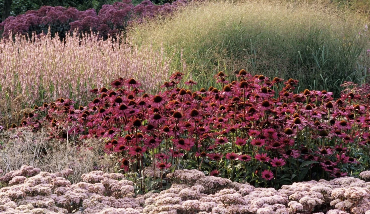 Perennial ecological planting by Piet Oudolf a key influence of Juniper Gardens Cornwall