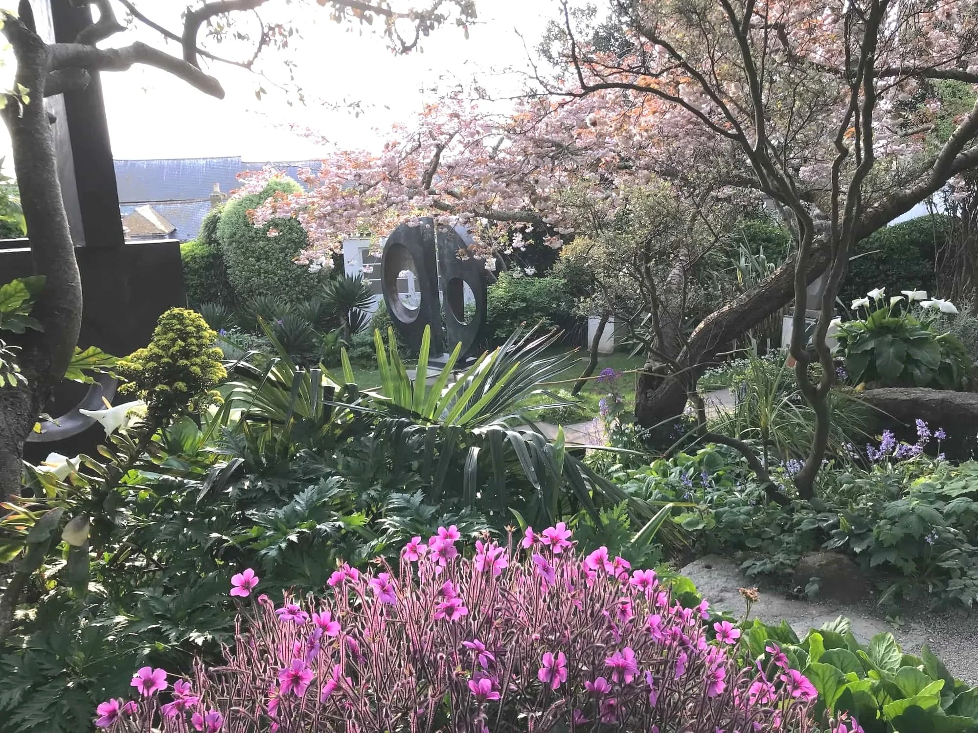 Mature Hepworth garden with flowering cherry and geranium maderense in flower