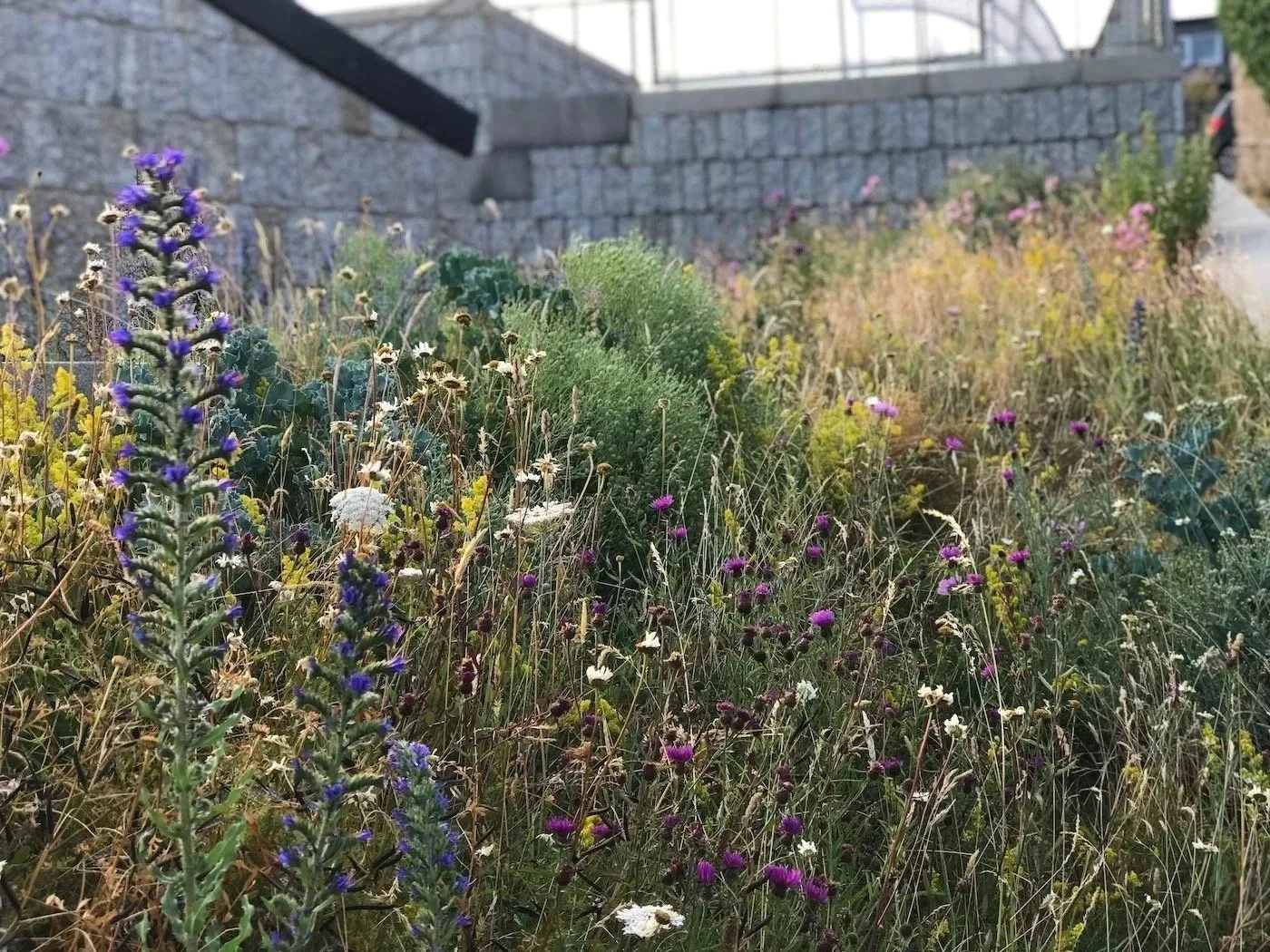 Native, perennial wildflower, coastal meadow - perfect for wildlife