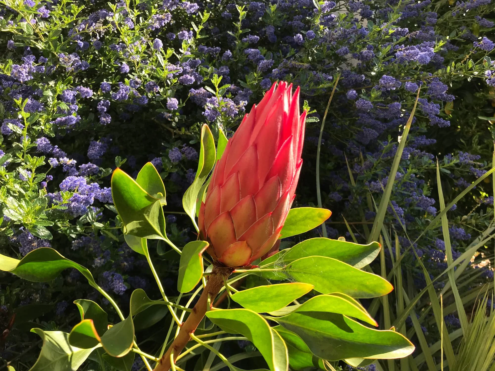 A protea flowering in Falmouth, Cornwall