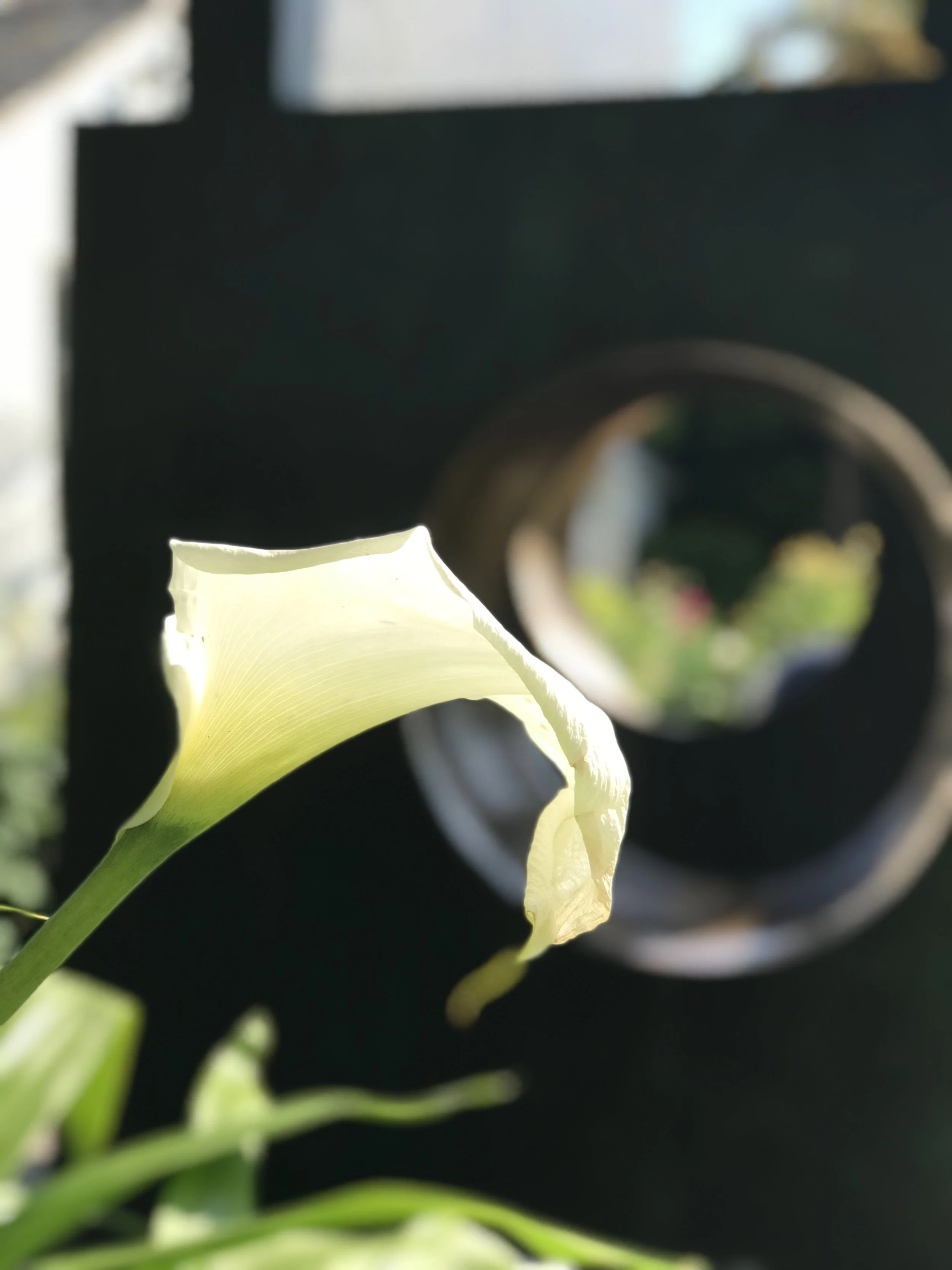 Minimalist planting design with Zantedeschia in Cornwall