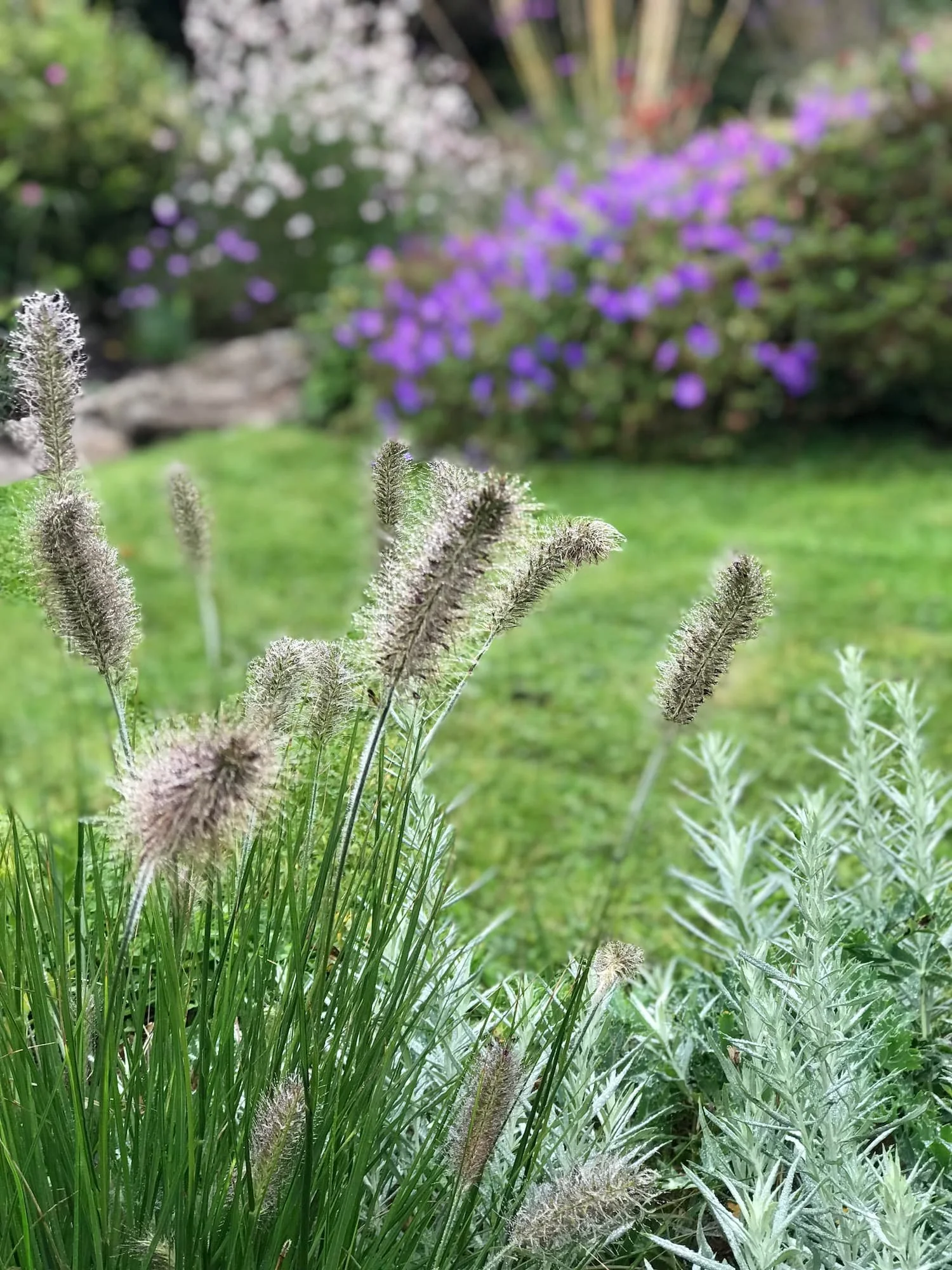 Beautiful penisetum grass flower heads with perennial background