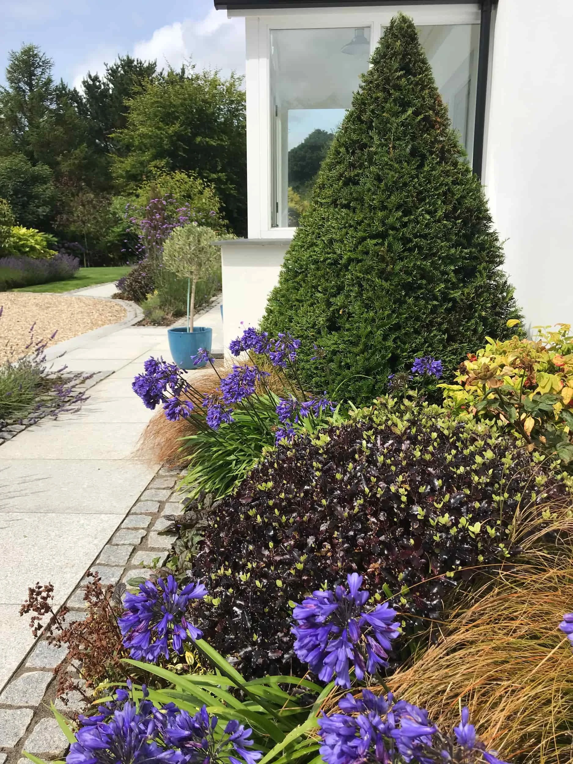 Clipped yew and olive with agapanthus and pittosporum in a well kept Cornish garden