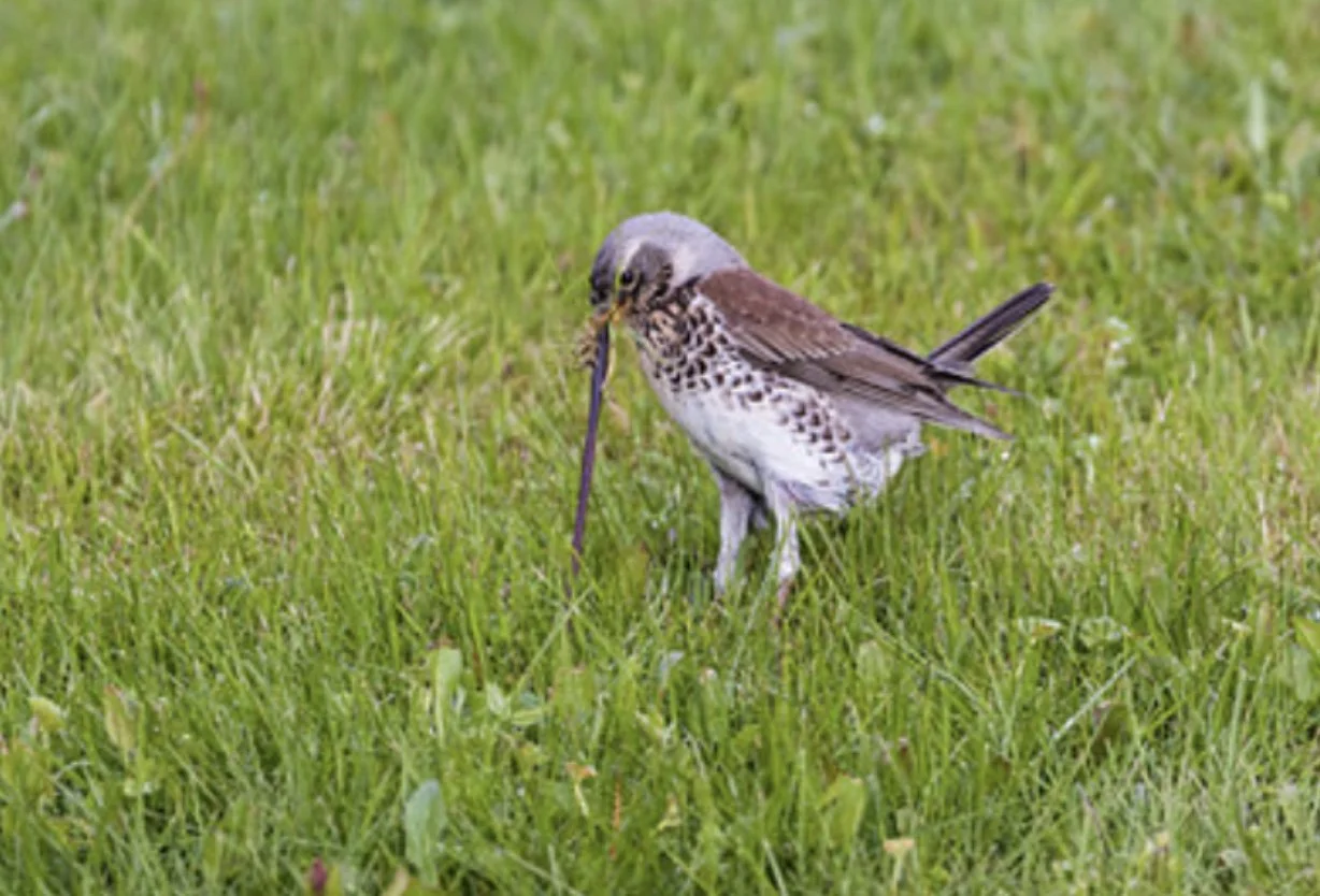 baby bird pulling a worm out of an organic mulched lawn