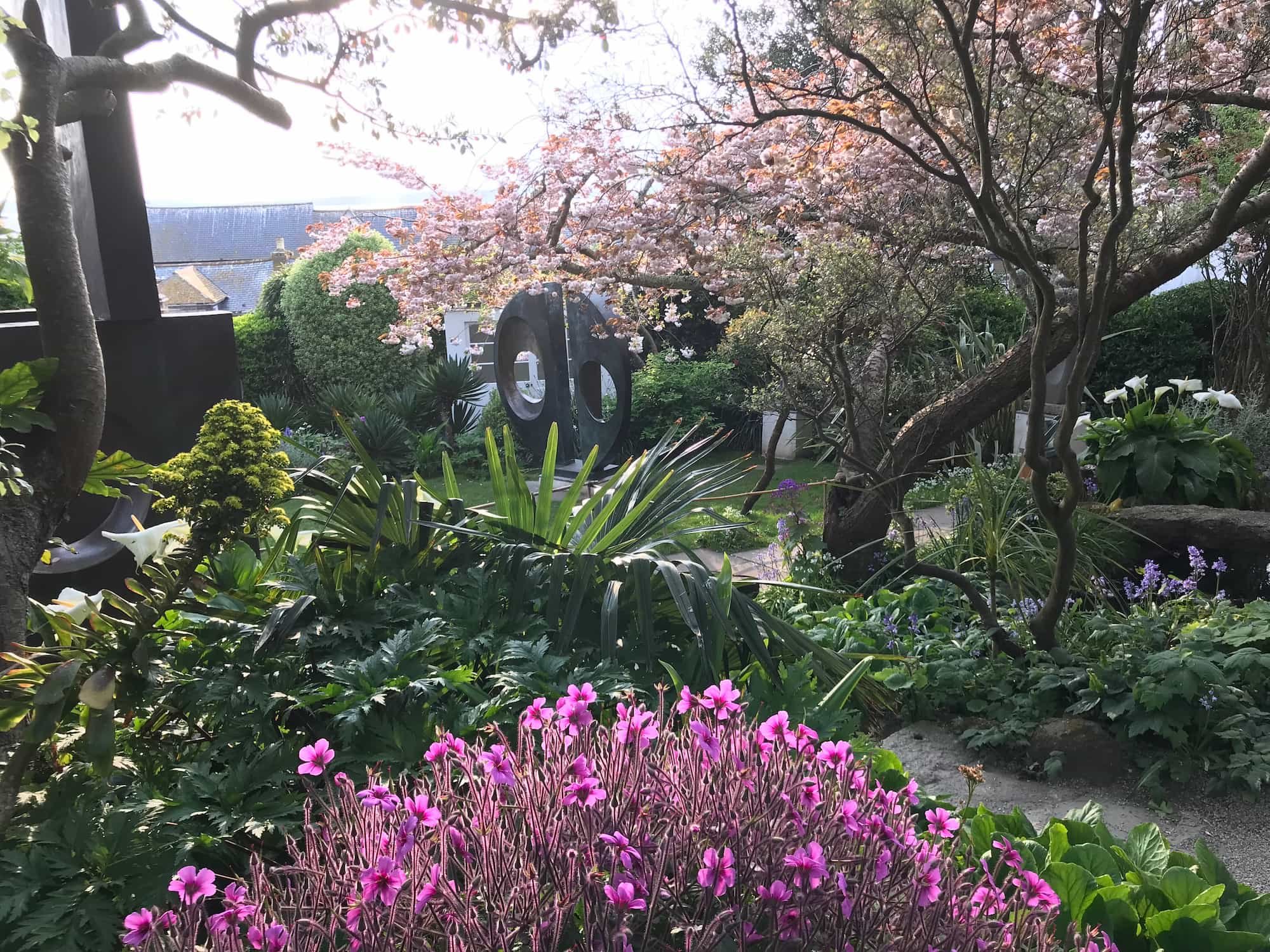 Geranium maderense and cherry tree in full bloom at the Barbara Hepworth Sculpture garden in St Ives