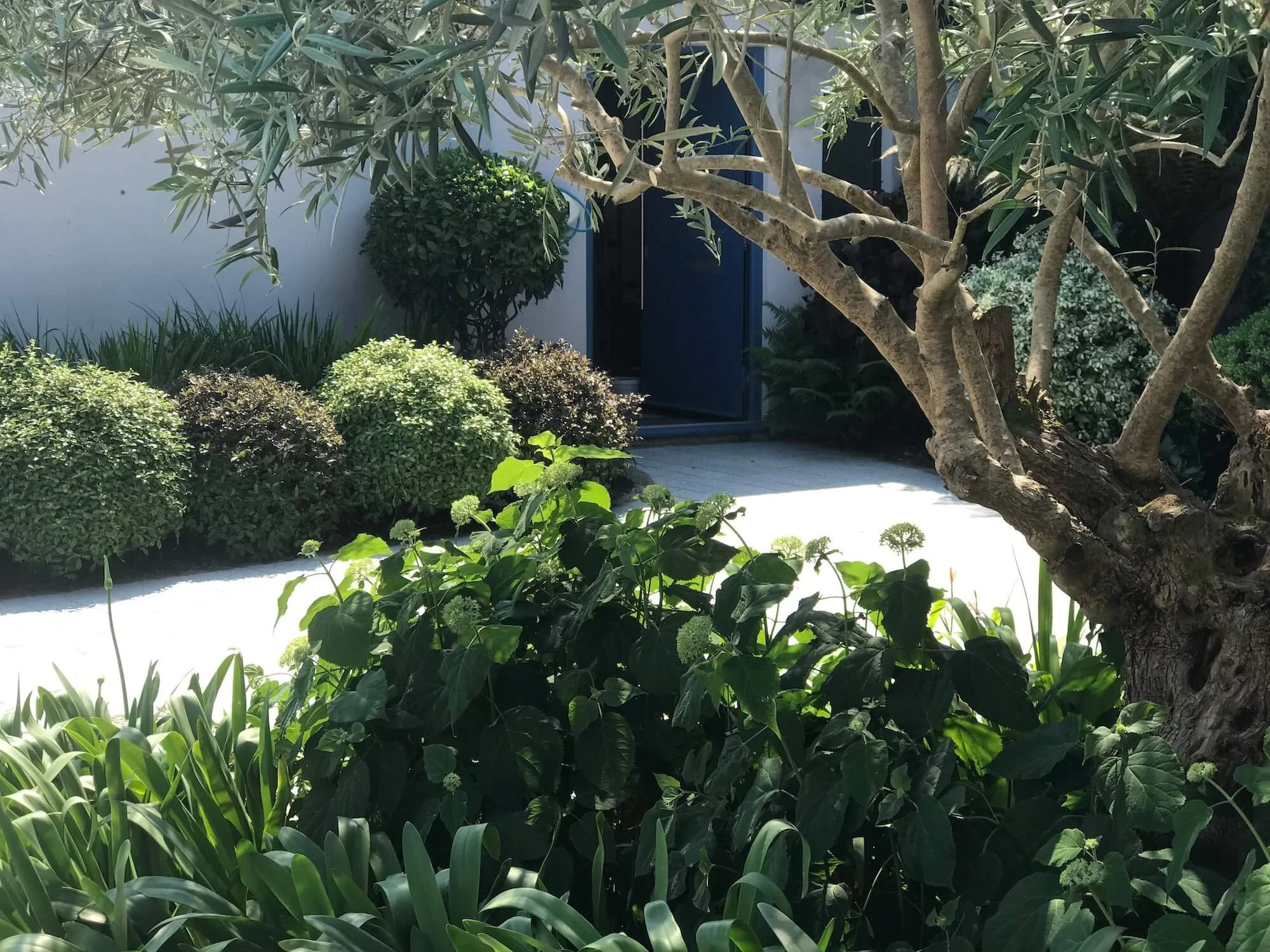 Mature olive tree in Cornwall within a wider garden designed context