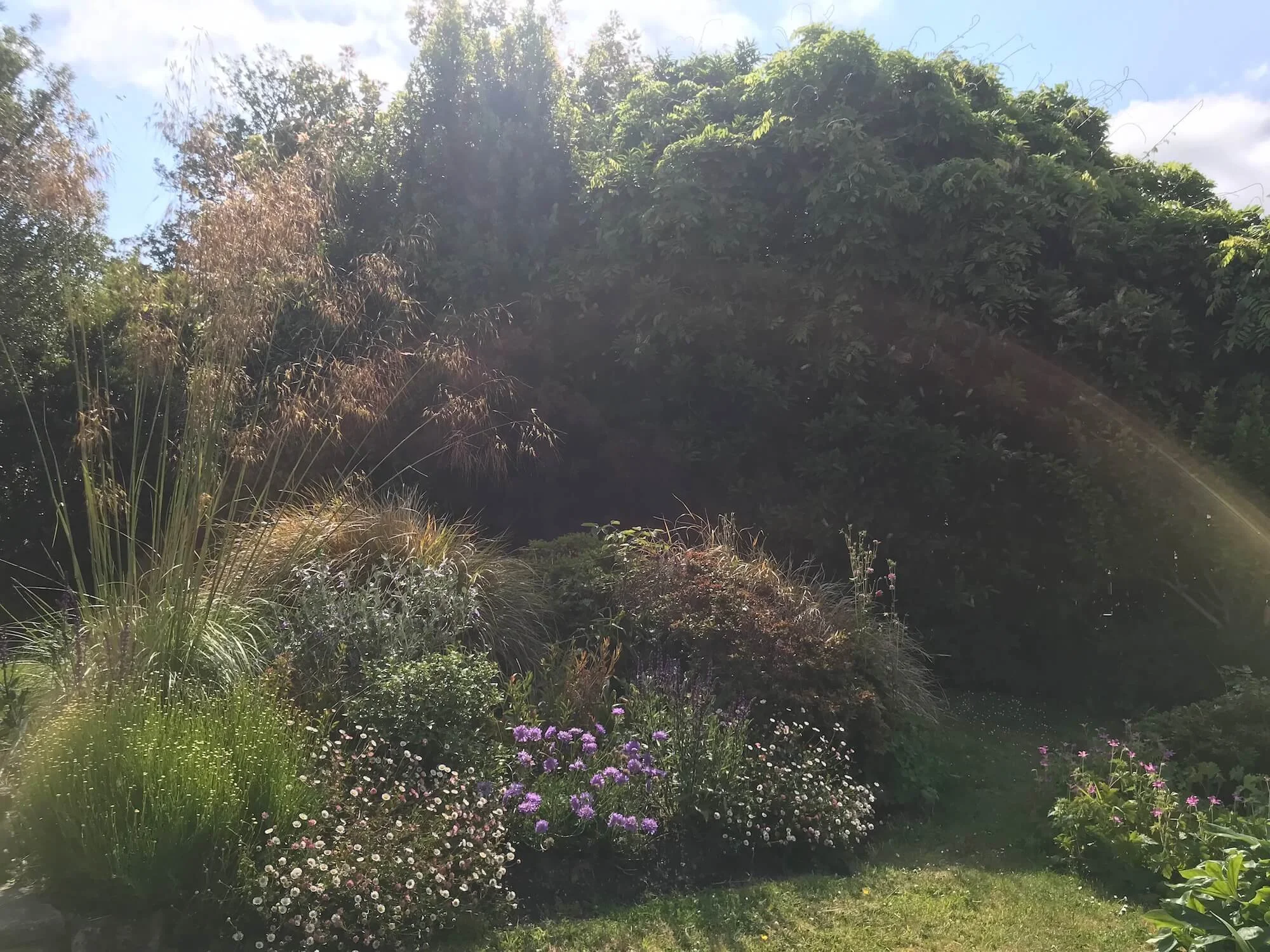 Cornwall garden design by Jodi Dickinson MHort (RHS)