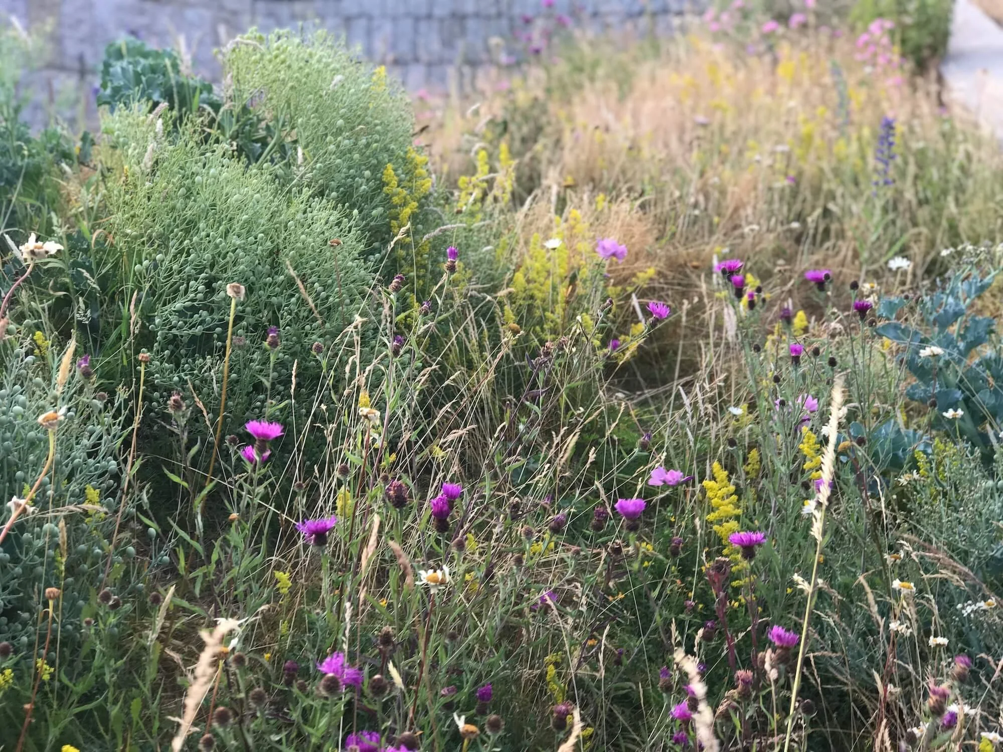 Lady's bedstraw, knapweed and sea kale on Tate St Ives roof garden