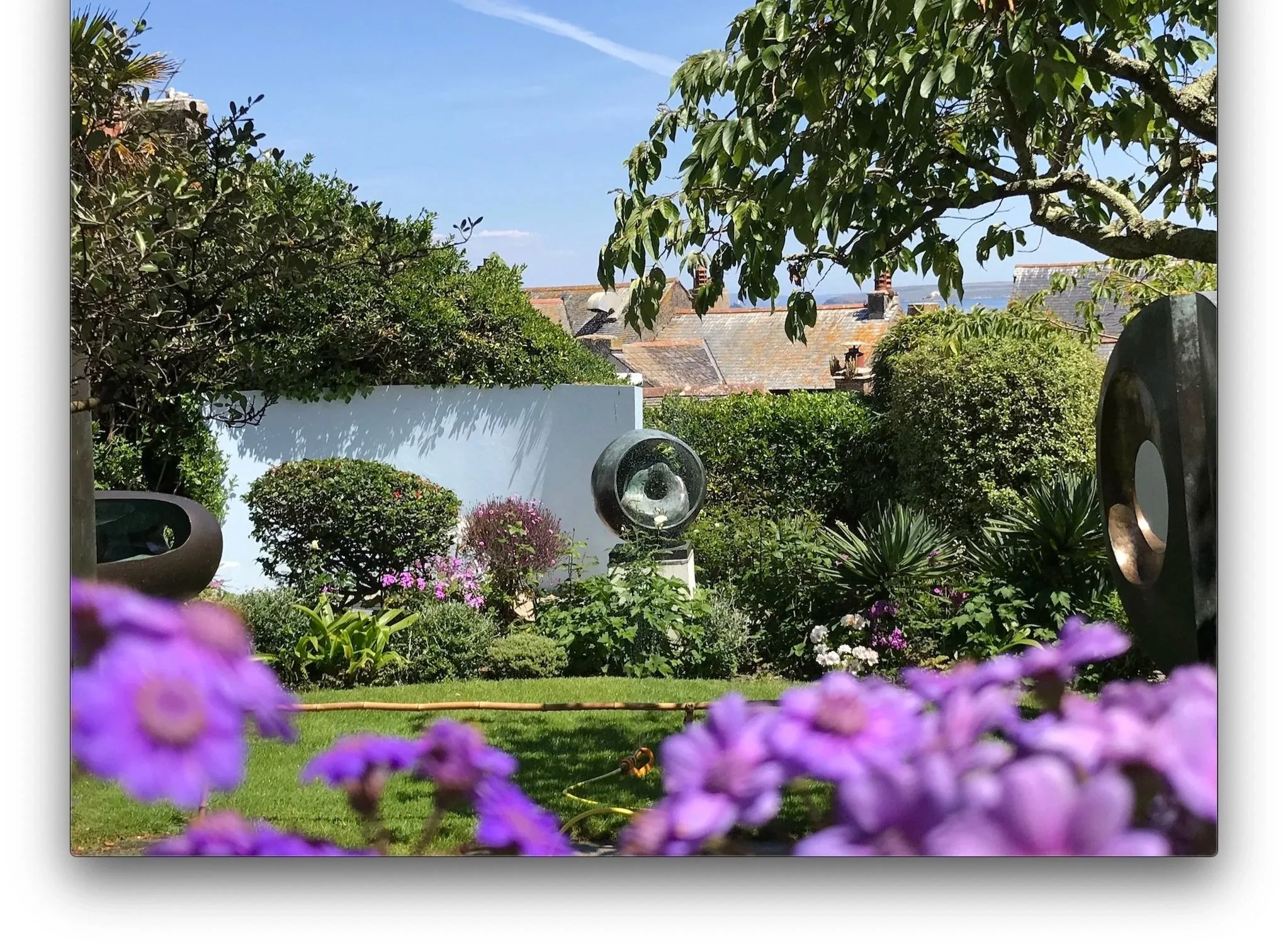 Hepworth Sculpture Garden St Ives, with purple cinerarias in the foreground, maintained by specialist gardener Juniper Gardens