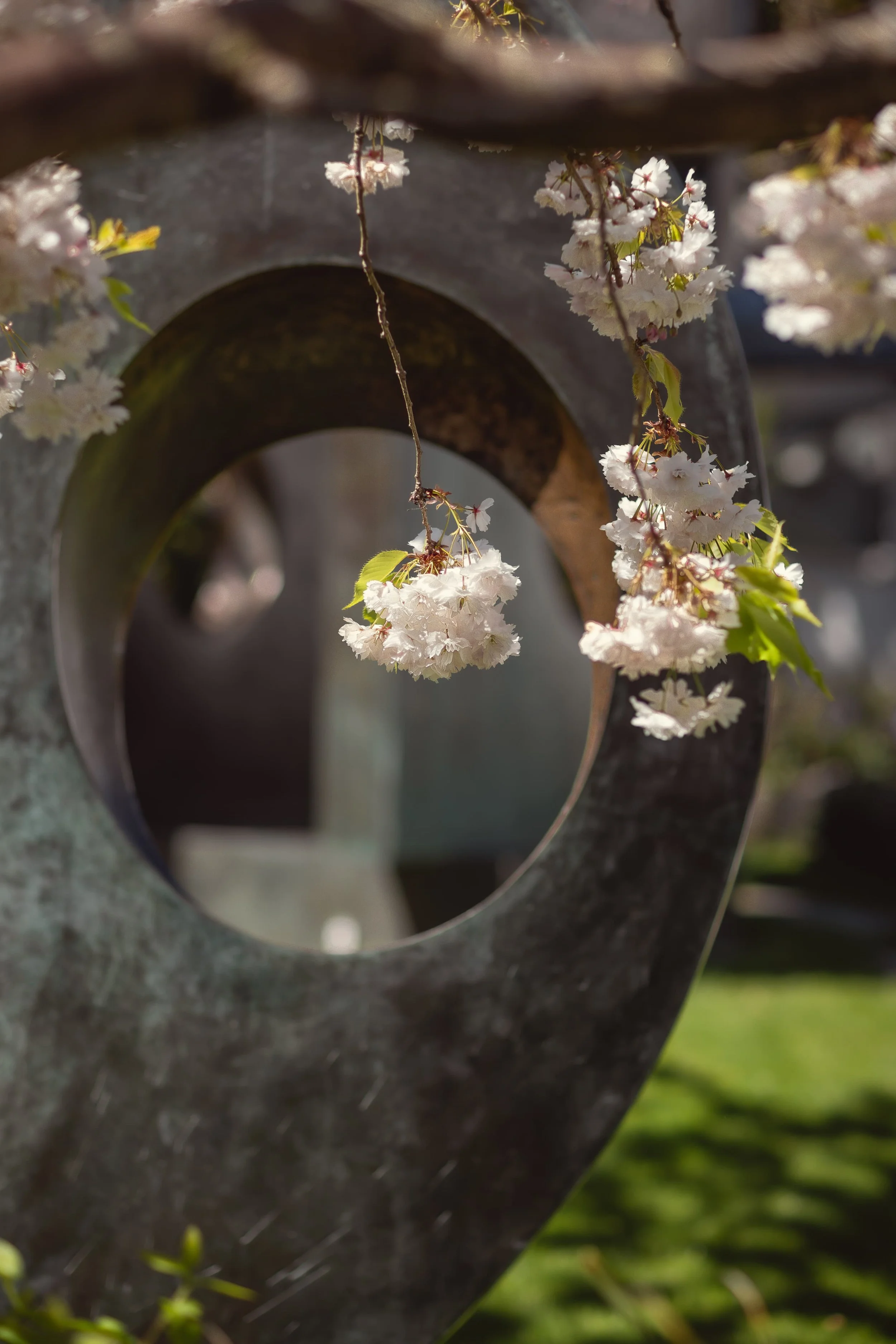 Solitary hanging cherry flower perfectly framed in divided circle at the Hepworth garden