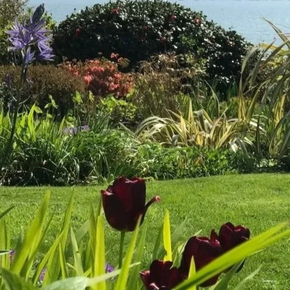 A welcoming holiday home garden by the sea with a healthy green lawn surrounded by Cornish seaside planting