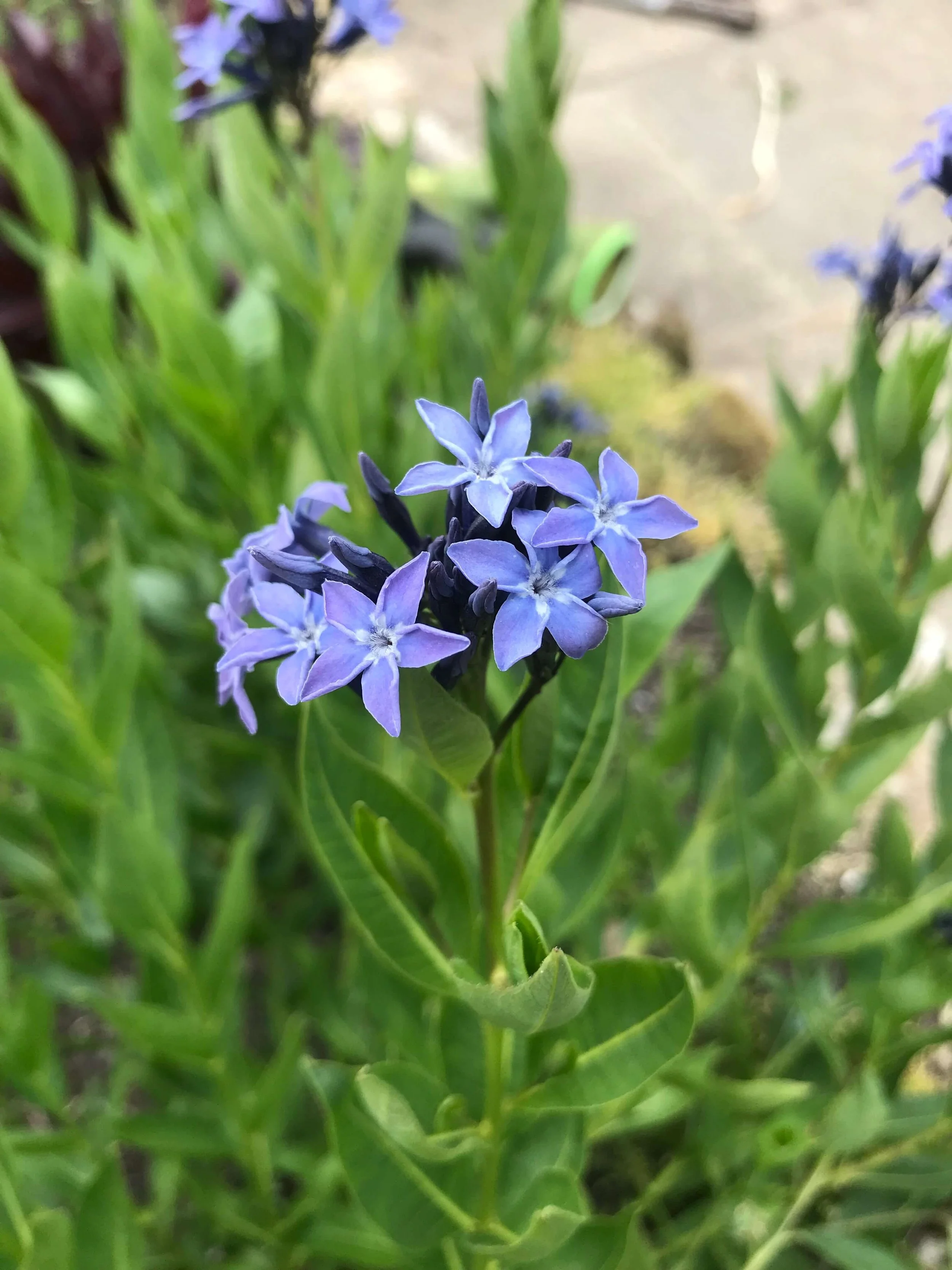 The beautiful blue of Amsonia