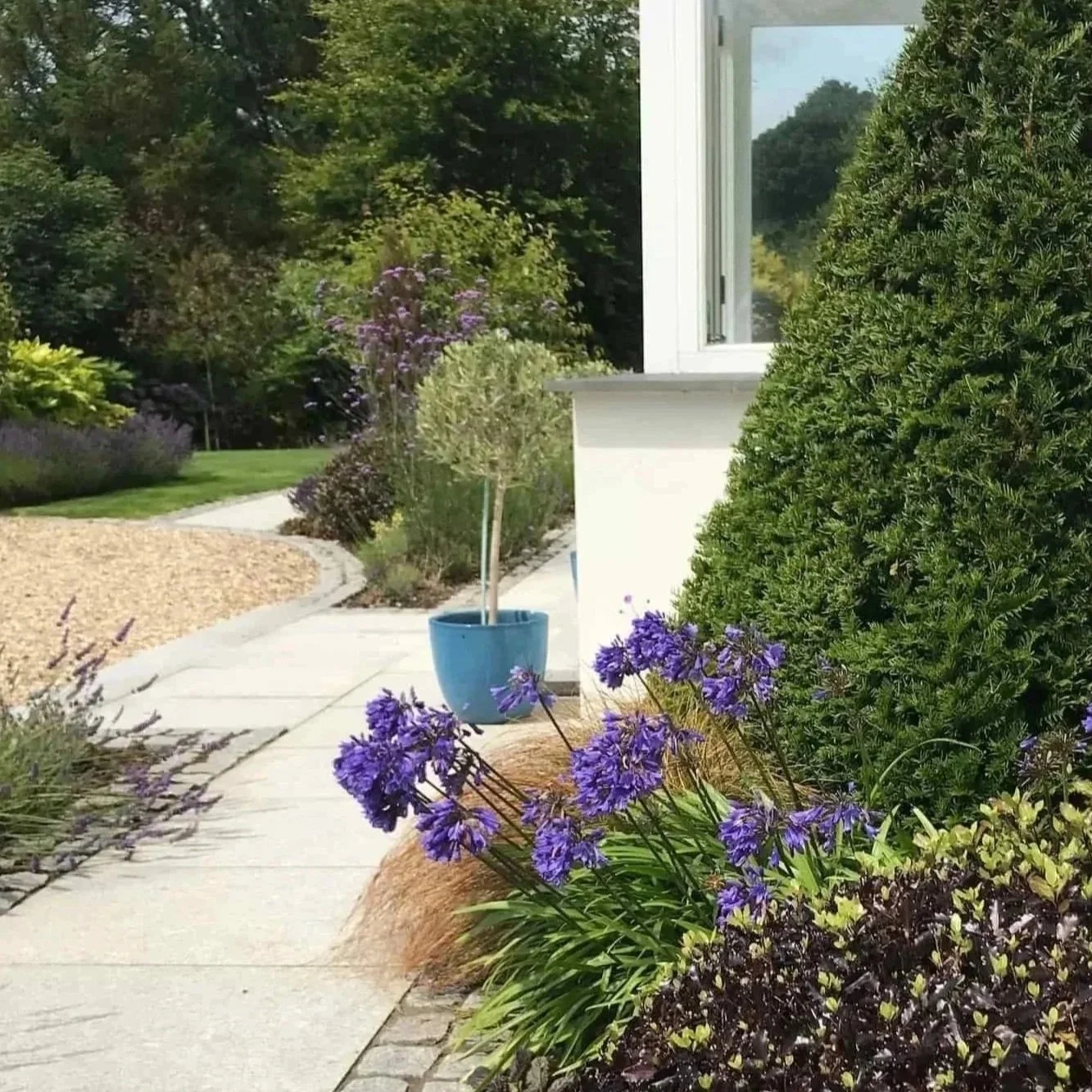 beautifully clipped yew with lavender and agapnthus all exceptionally well maintained