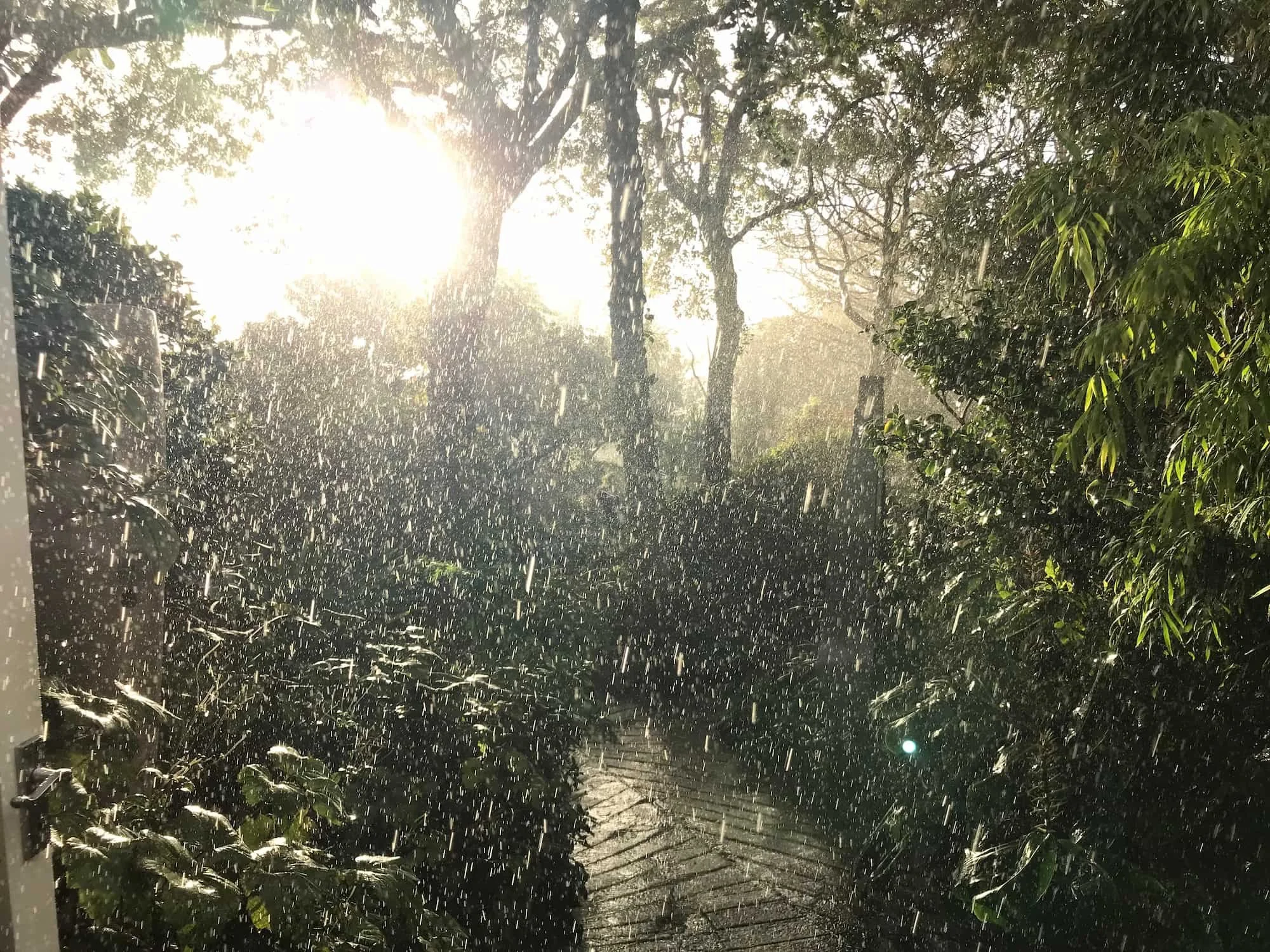 Heavy rain backlight by sunshine in a Cornish woodland garden