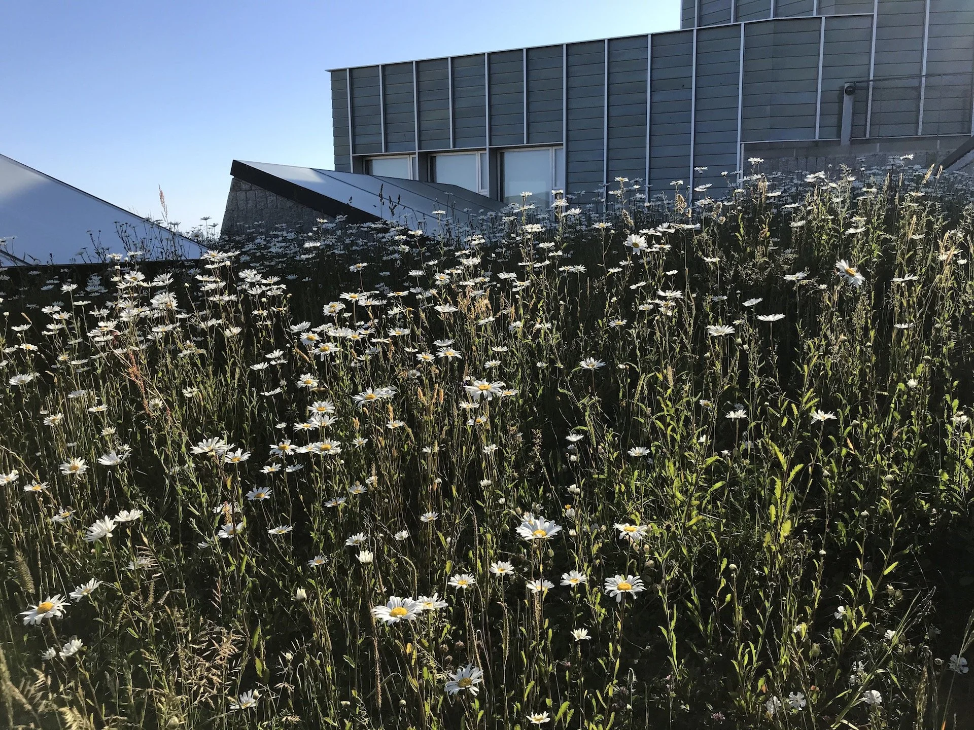 The roof of Tate St Ives - underneath is the large gallery space -above a wildflower coastal meadow emulating the surrounding clifftops