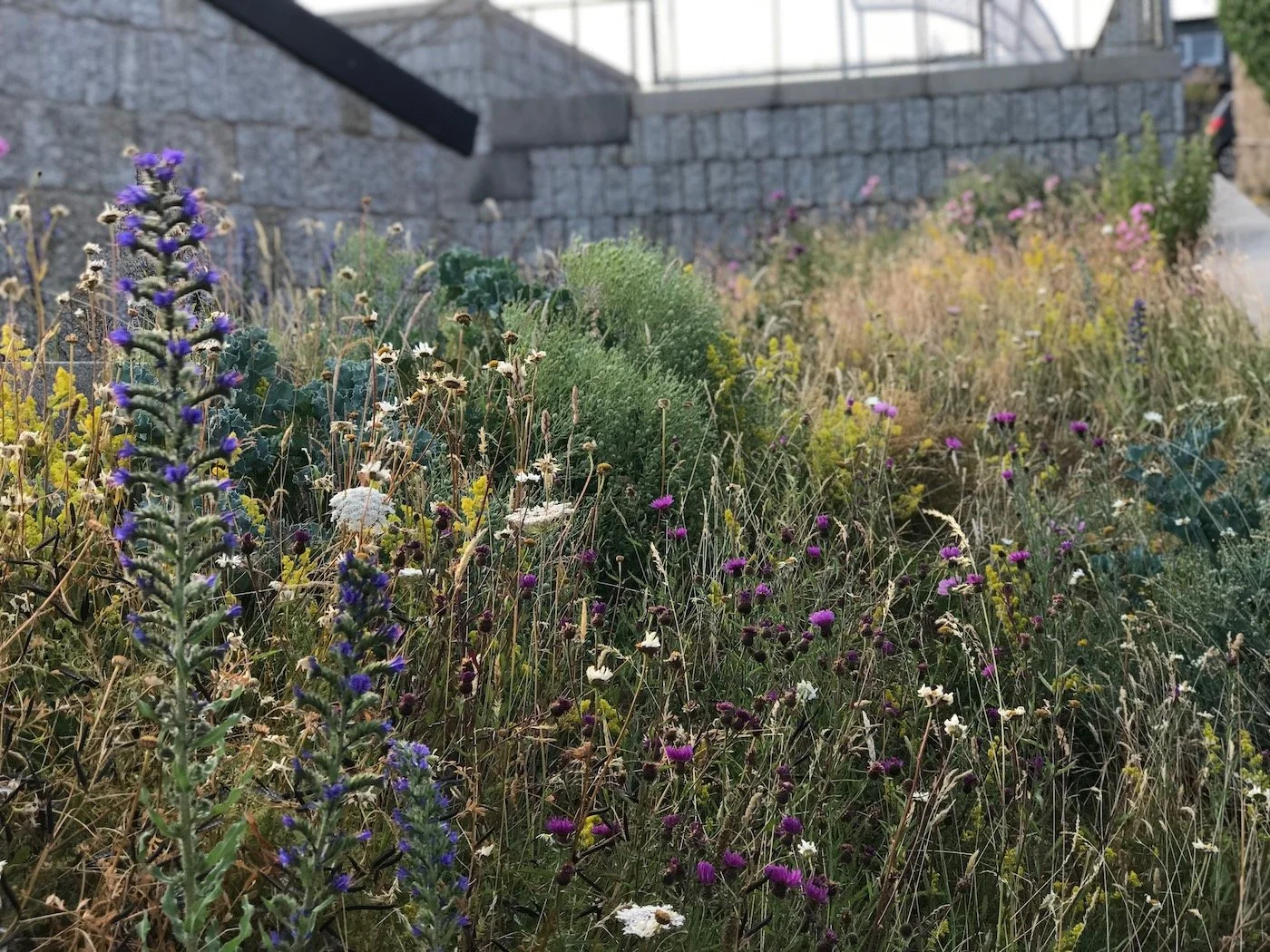 Native species rich coastal flower mix in Cornwall