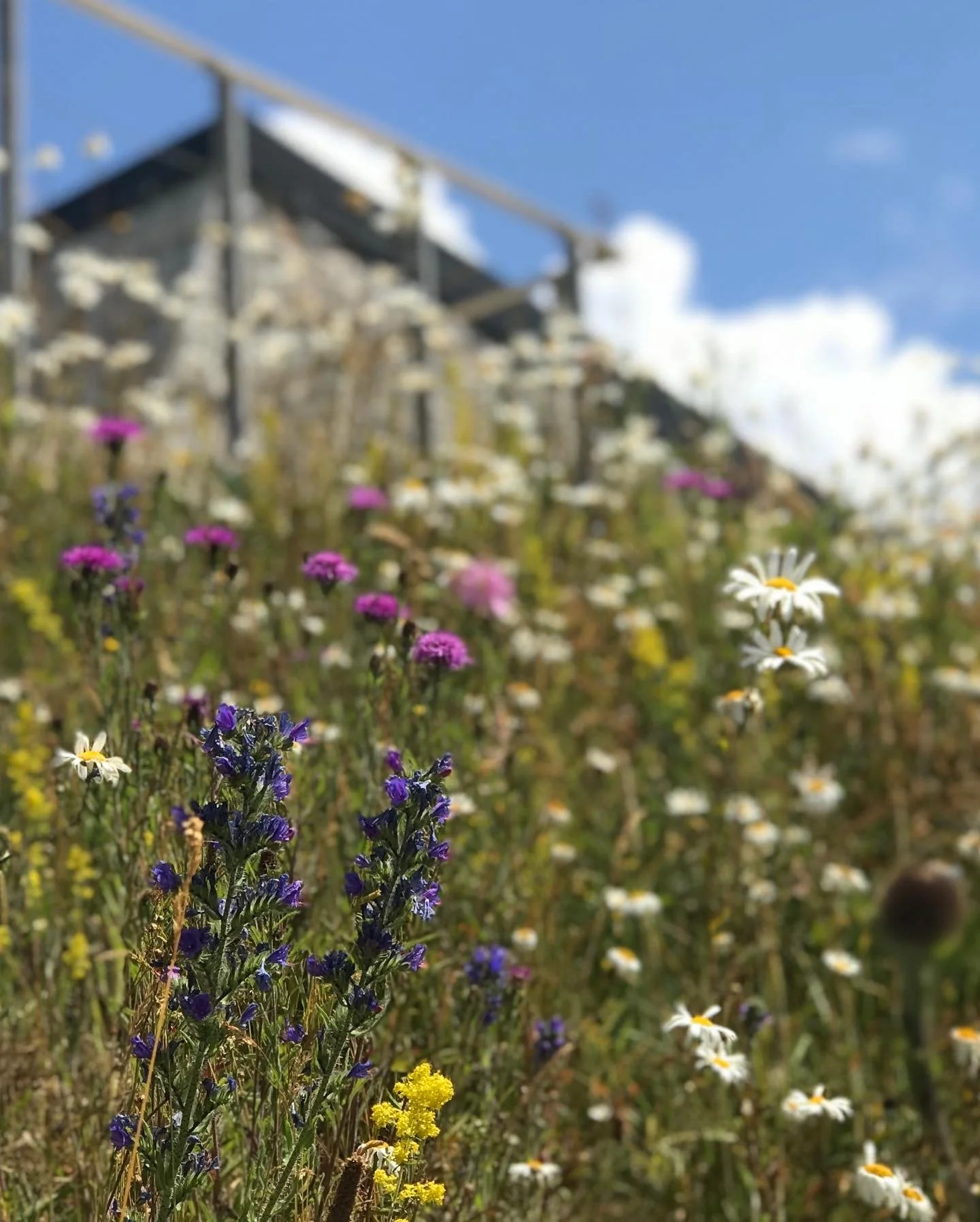 Native perennial plants in Cornish coastal landscape including lady's bedstraw and vipers buglos