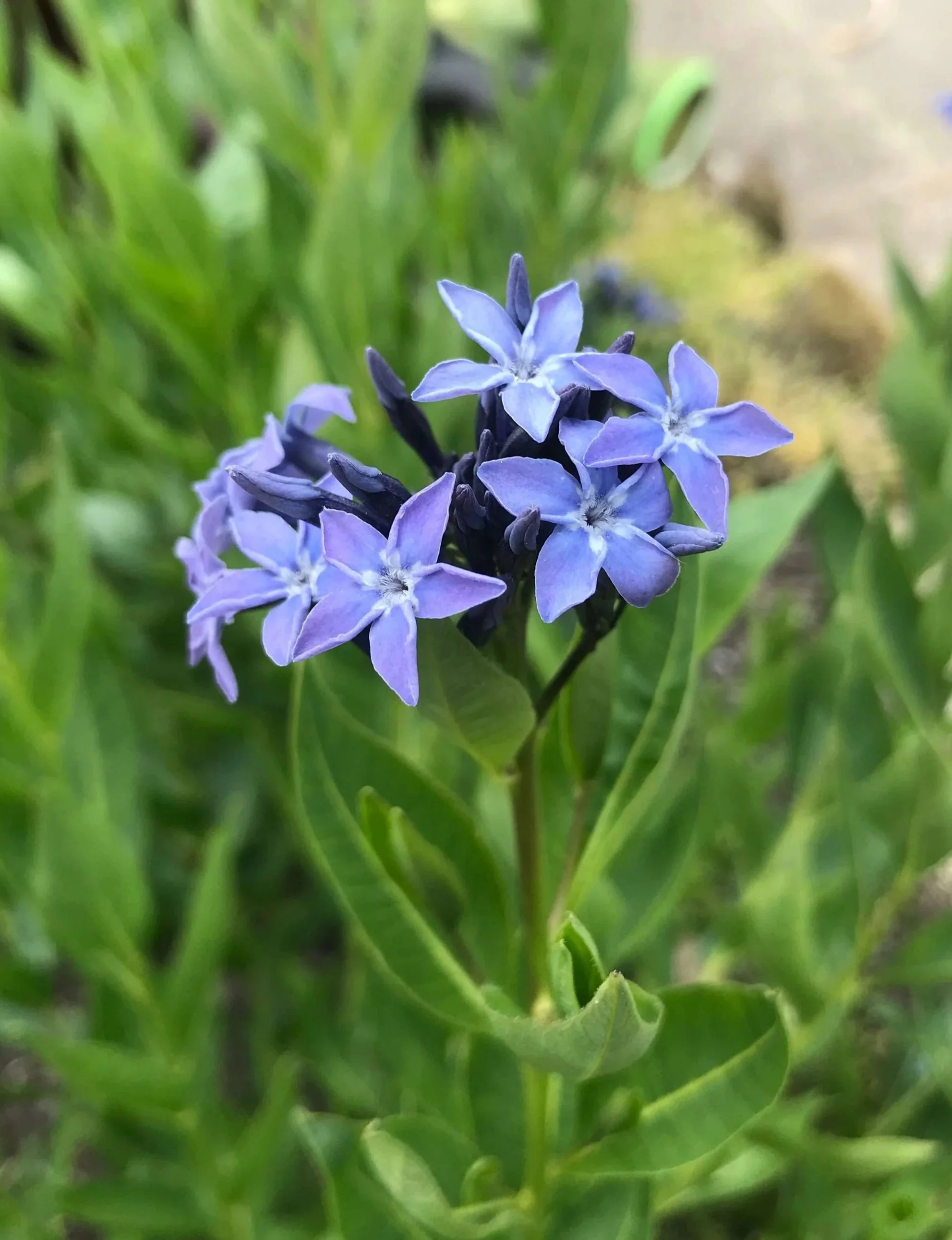 Amsonia blue ice flower detail