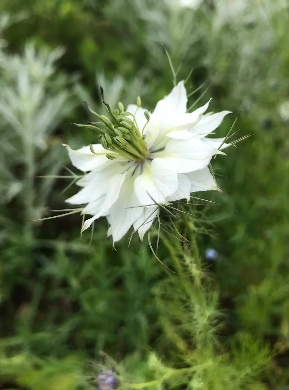 Professional garden maintenance service in Cornwall highlighting detailed garden care