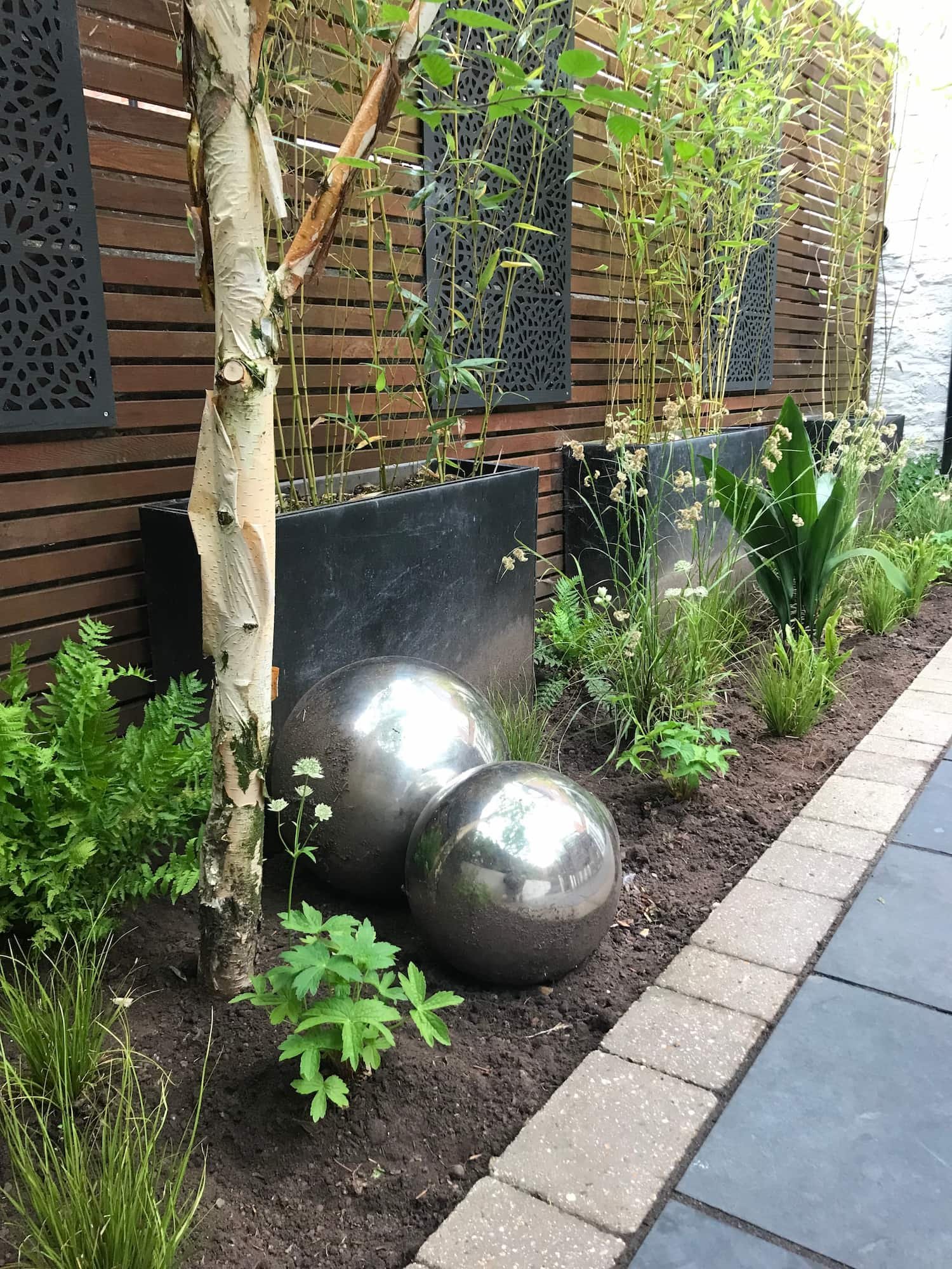 Courtyard garden in Truro with silver birch, ferns and Luzula nivea