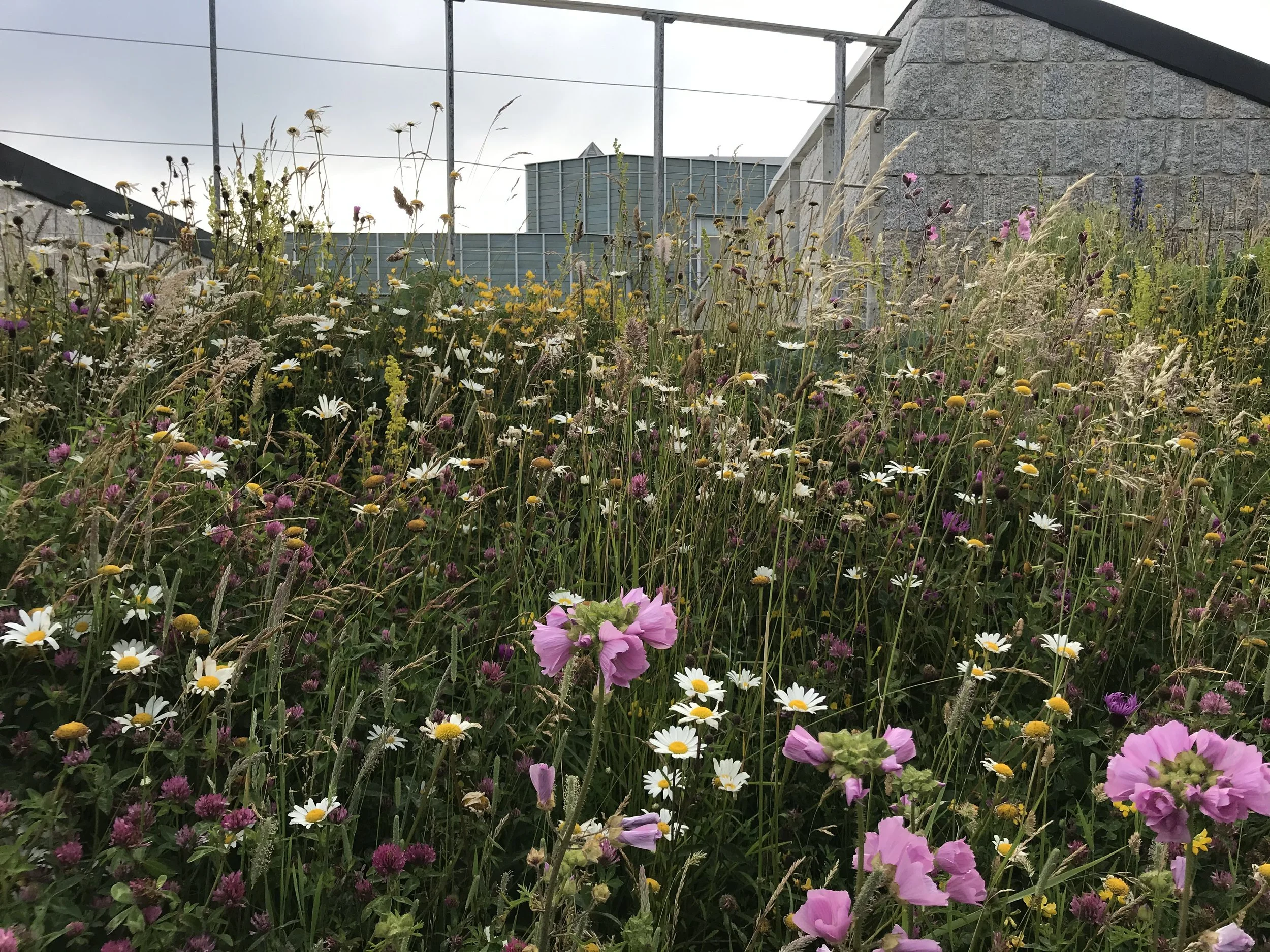 Cornish, coastal, native meadow landscape design at Tate St Ives, Cornwall with Juniper Gardens