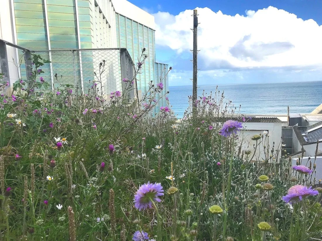 Tate St Ives coastal naturalistic green space by Juniper Gardens