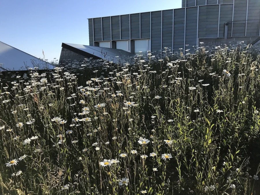 The roof of Tate St Ives - underneath is the large gallery space -above a wildflower coastal meadow emulating the surrounding clifftops