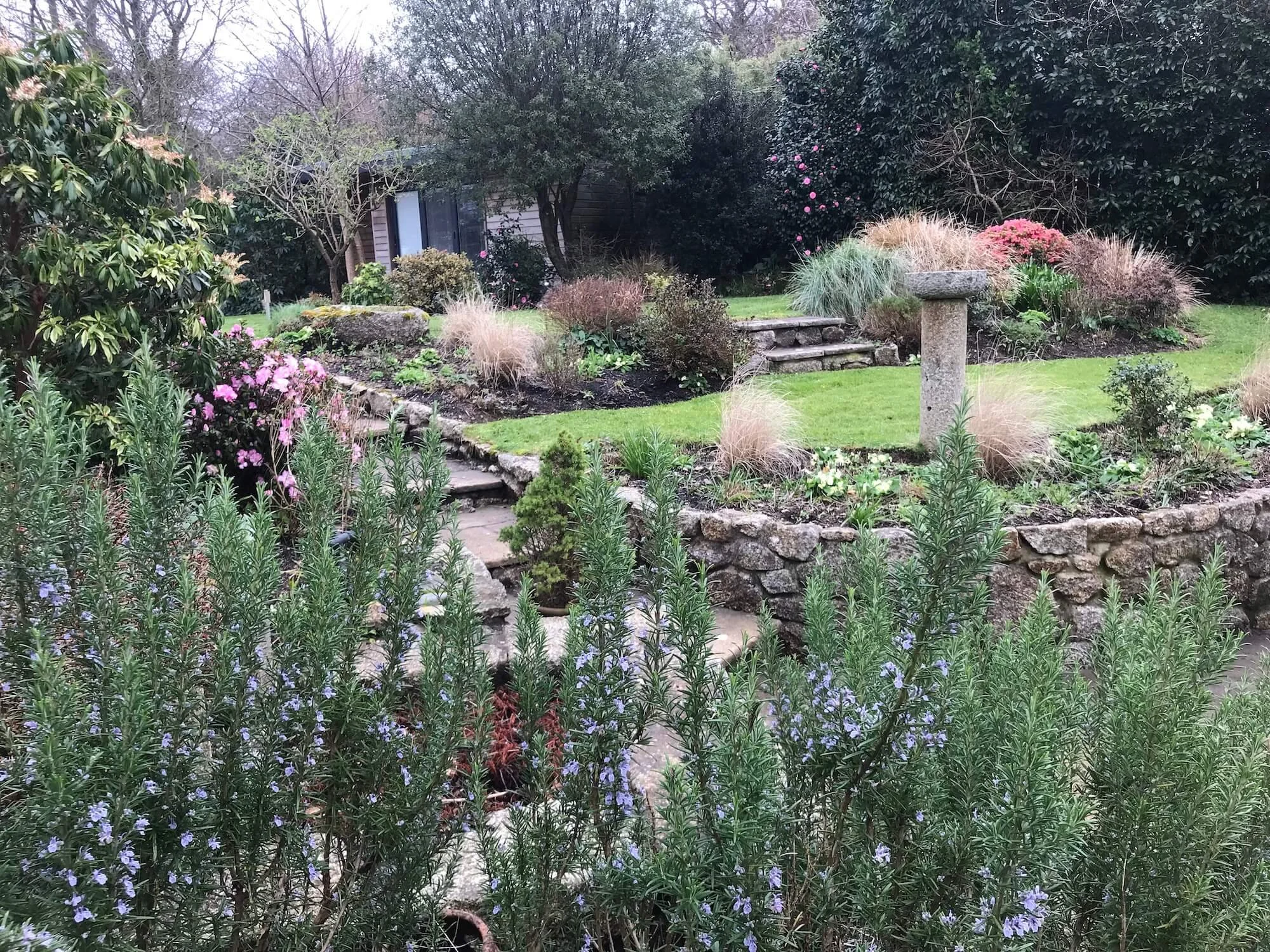 Rosemary in the foreground with shrubs and perennials in the background