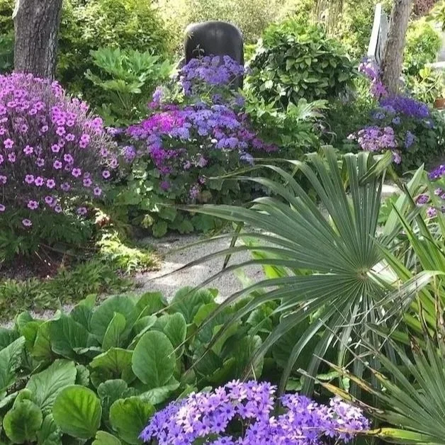 A well designed woodland garden in dappled light with contrasting green texture and pinks, purples and blues
